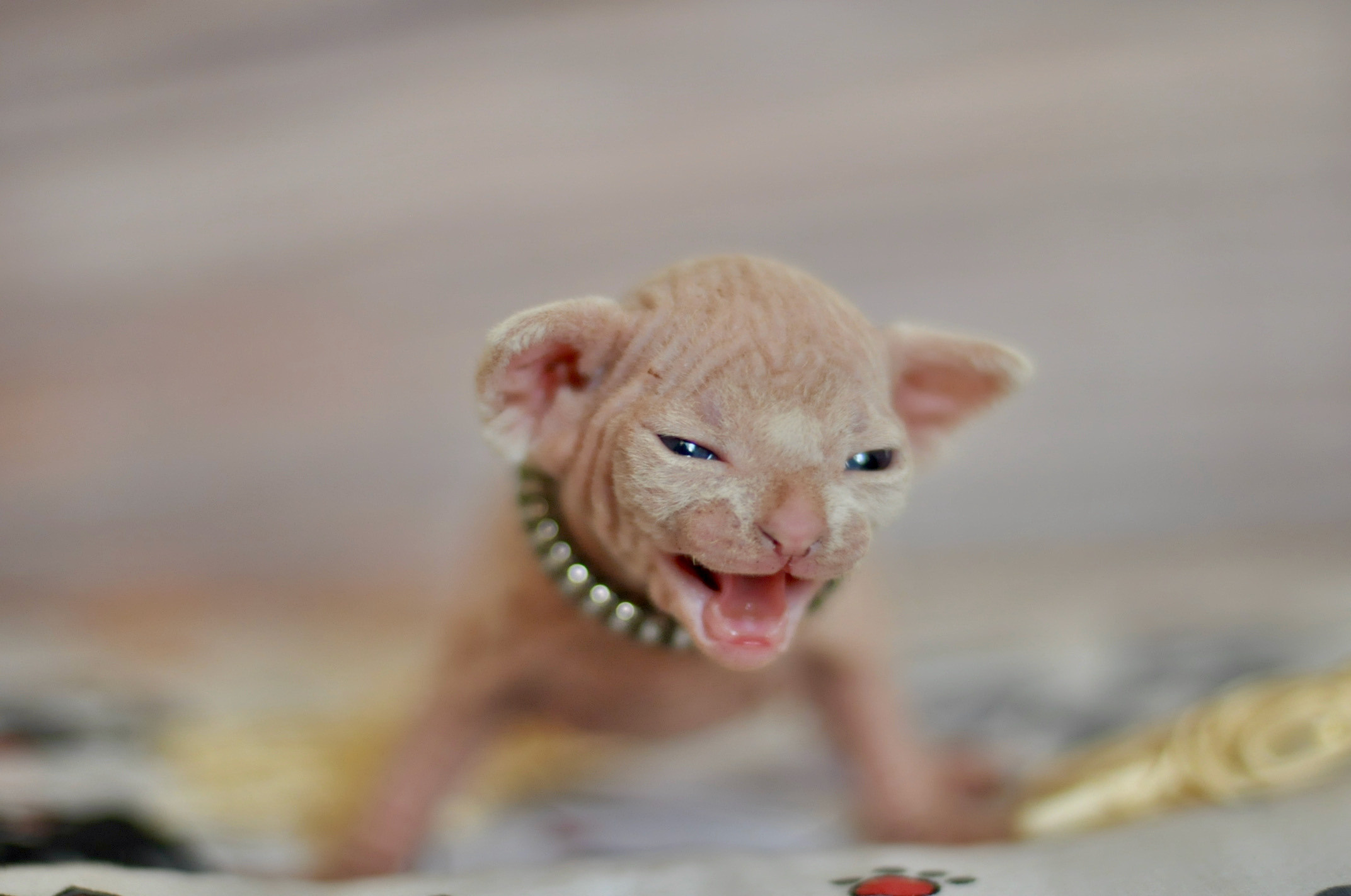 Sphynx Kittens Lëtzebuerg, Chatons Sphynx Luxembourg, Sphynx-Kätzchen Luxemburg