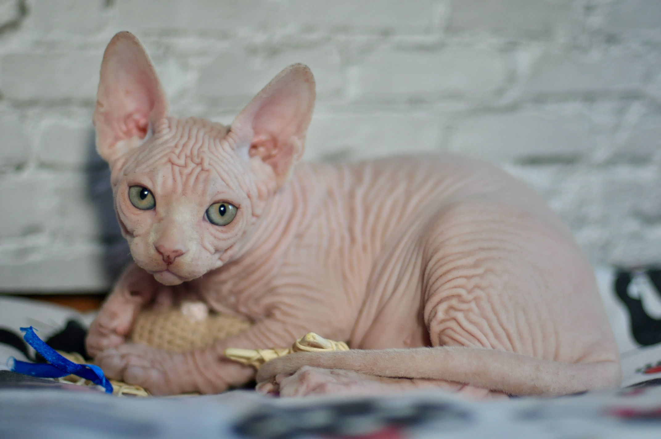 Boy (♂) 1 Brown Collar DOB 09/03/2022, color — White (W) yellow eyed. Εκτροφείο γάτες Σφίγγα στην Λεμεσό, Κύπρος