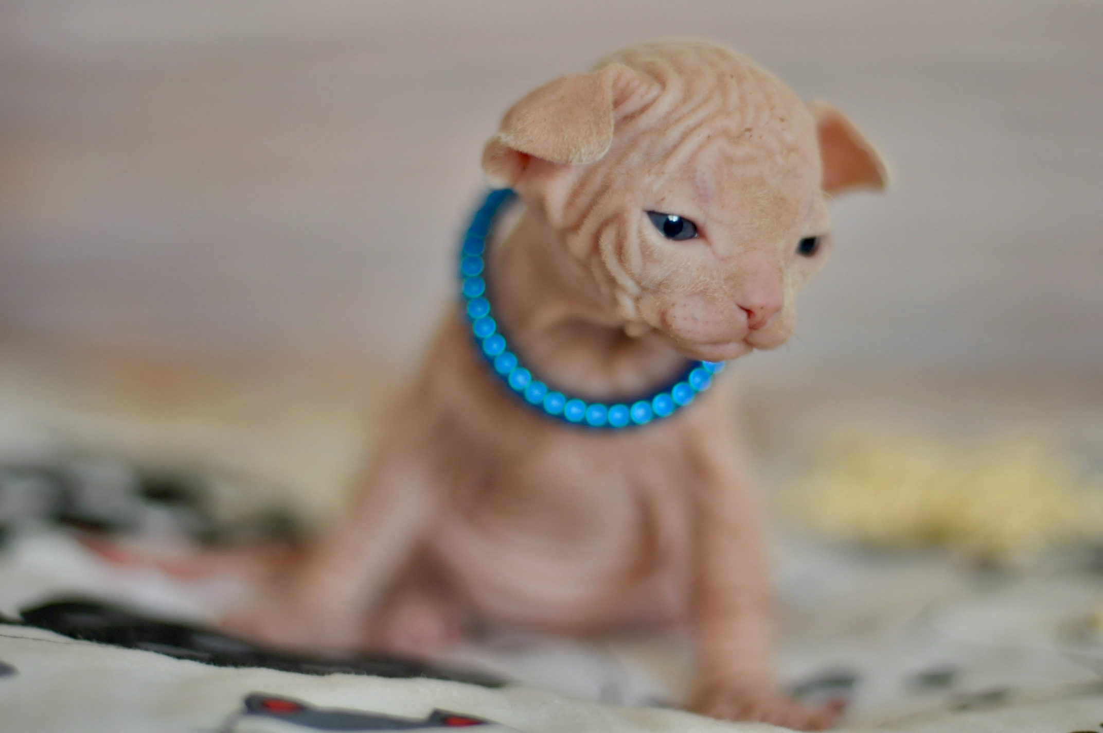 Boy (♂) 2 Blue Collar DOB 09/03/2022, color — White (W) yellow eyed. Εκτροφείο γάτες Σφίγγα στην Λεμεσό, Κύπρος