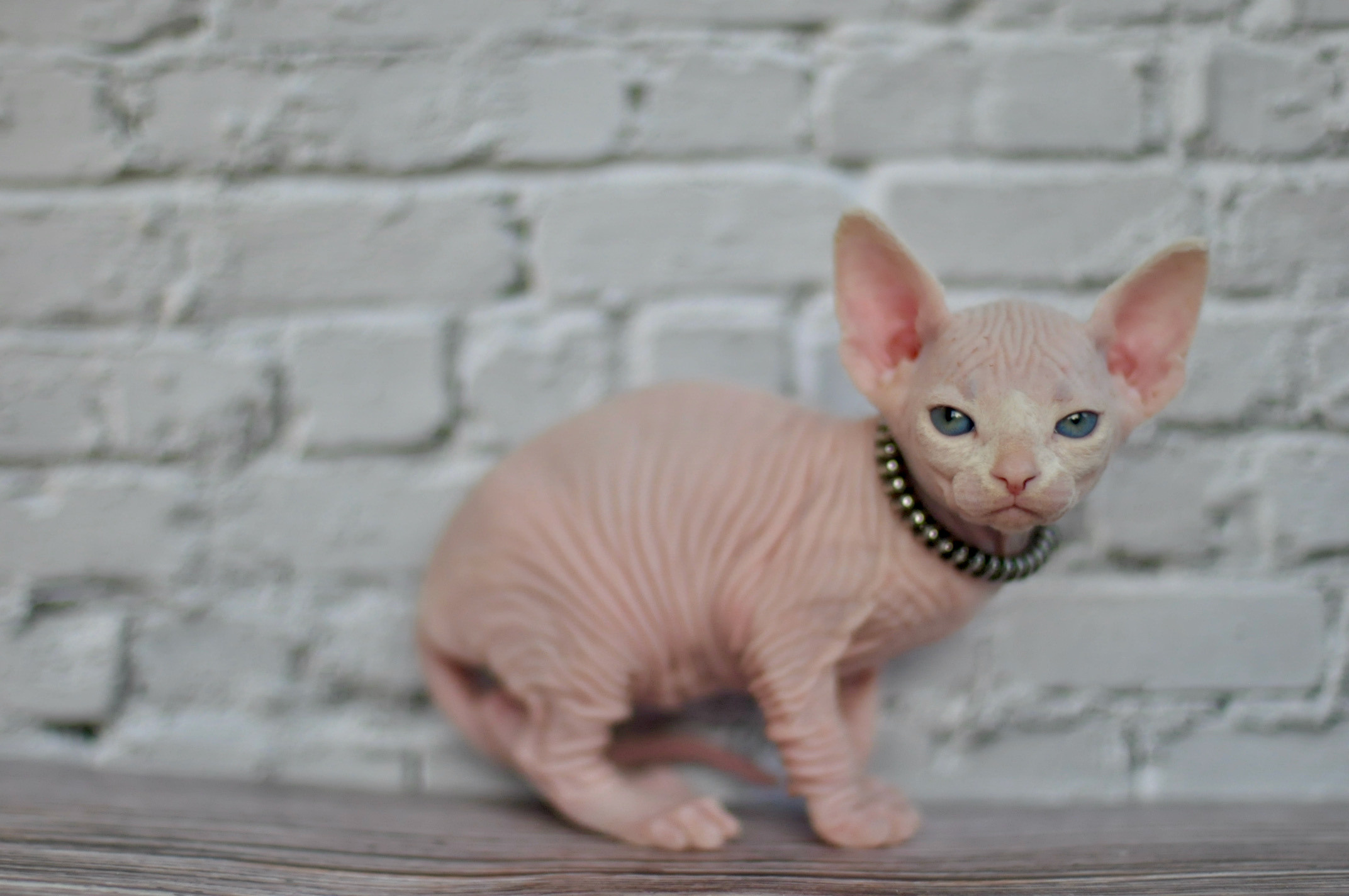 Sphynx Kittens Lëtzebuerg, Chatons Sphynx Luxembourg, Sphynx-Kätzchen Luxemburg