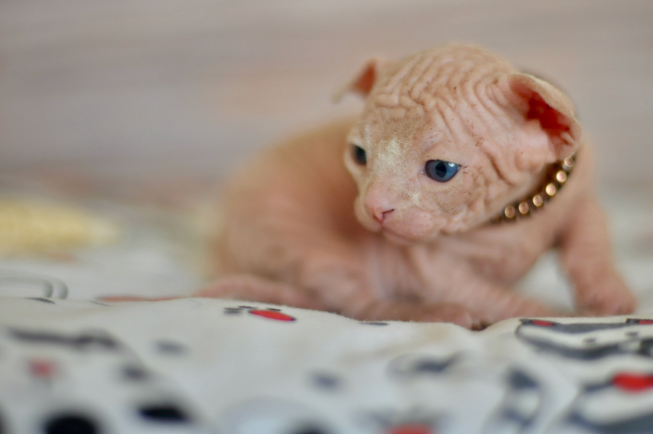 Boy (♂) 1 Brown Collar DOB 09/03/2022, color — White (W) yellow eyed. Εκτροφείο γάτες Σφίγγα στην Λεμεσό, Κύπρος