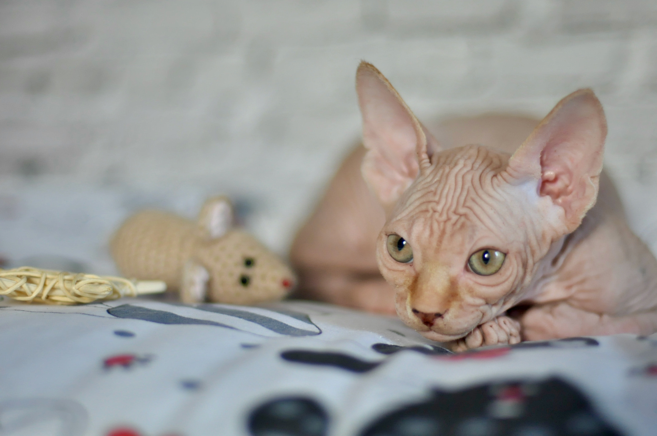 Sphynx kittens UK, Sphynx kittens United Kingdom, Sphynx kittens GB, Sphynx kittens Great Britain, Sphynx kittens London, Sphynx UK, Sphynx United Kingdom, Sphynx GB, Sphynx Great Britain, Sphynx London