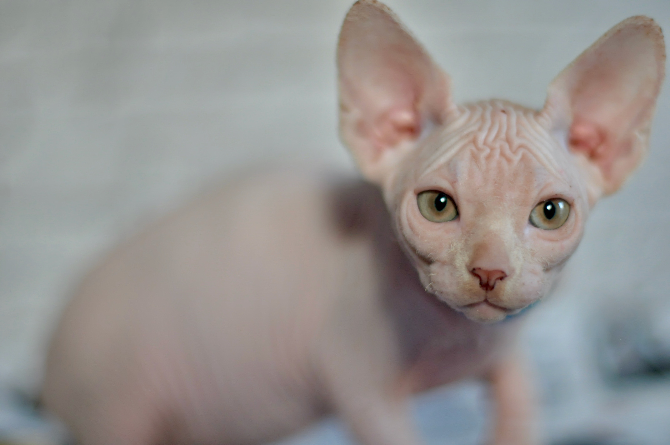 Boy (♂) 2 Blue Collar DOB 09/03/2022, color — White (W) yellow eyed. Εκτροφείο γάτες Σφίγγα στην Λεμεσό, Κύπρος