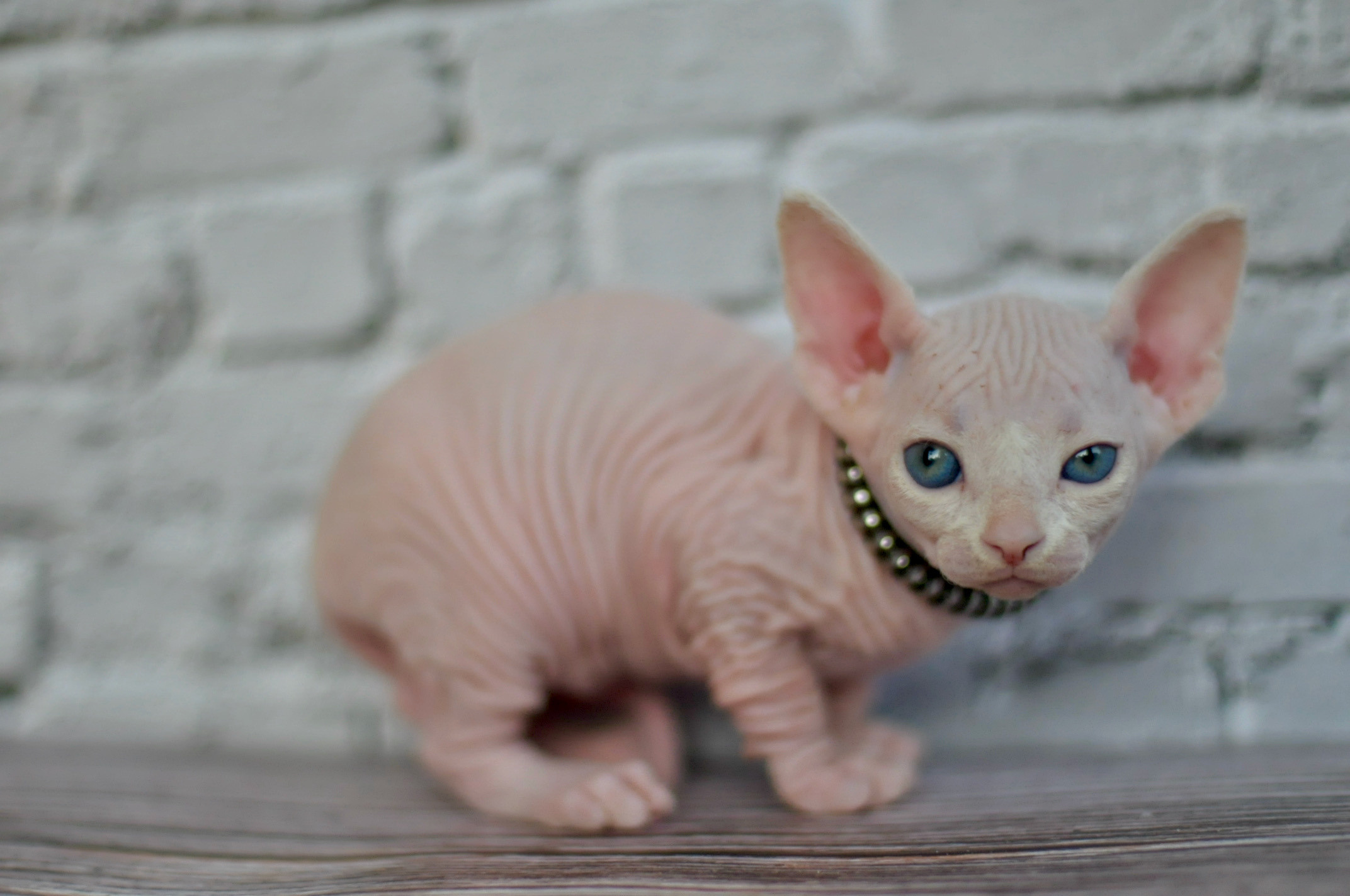 Sphynx Kittens Lëtzebuerg, Chatons Sphynx Luxembourg, Sphynx-Kätzchen Luxemburg