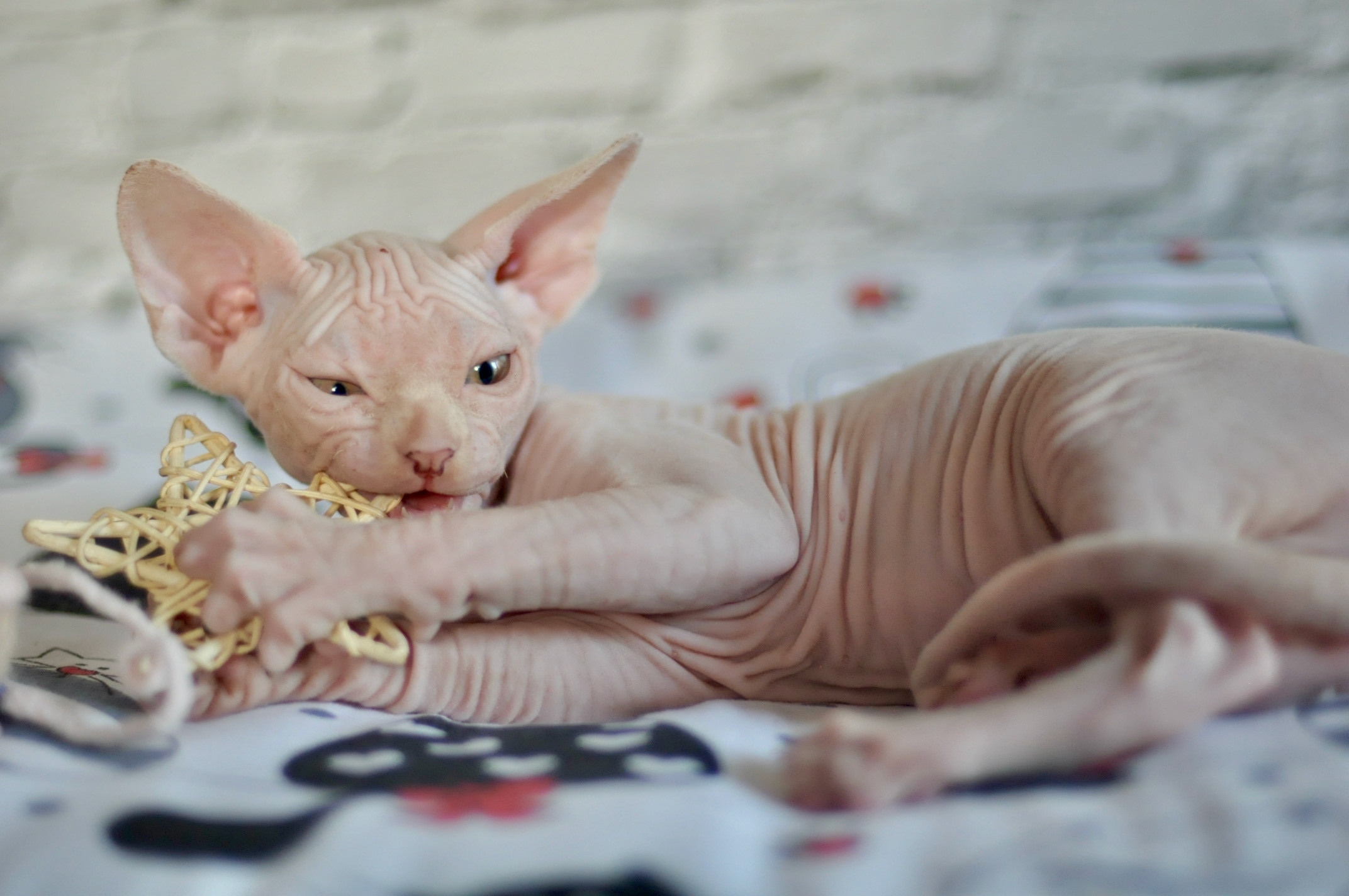 Boy (♂) 2 Blue Collar DOB 09/03/2022, color — White (W) yellow eyed. Εκτροφείο γάτες Σφίγγα στην Λεμεσό, Κύπρος