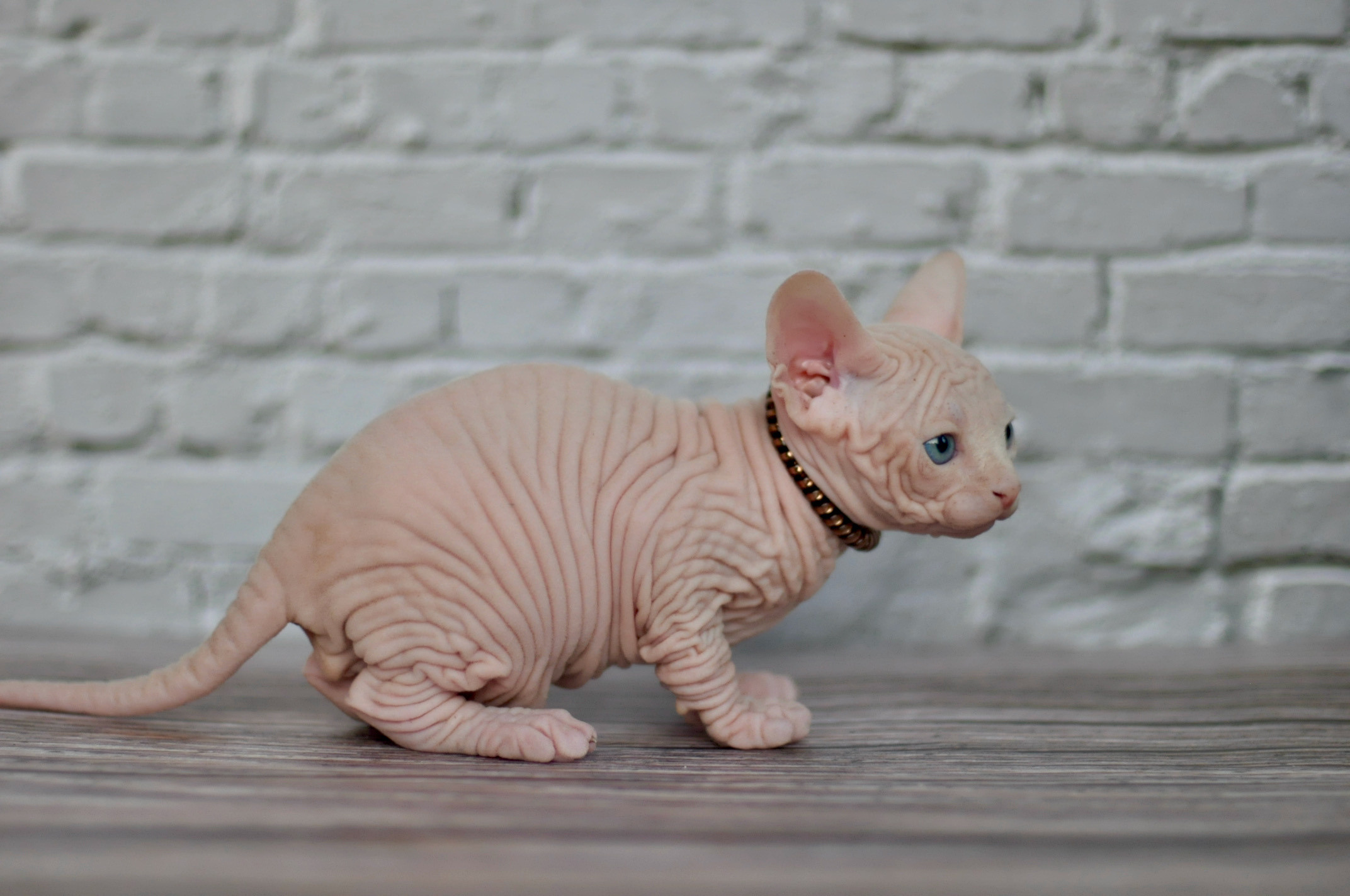 Boy (♂) 1 Brown Collar DOB 09/03/2022, color — White (W) yellow eyed. Εκτροφείο γάτες Σφίγγα στην Λεμεσό, Κύπρος