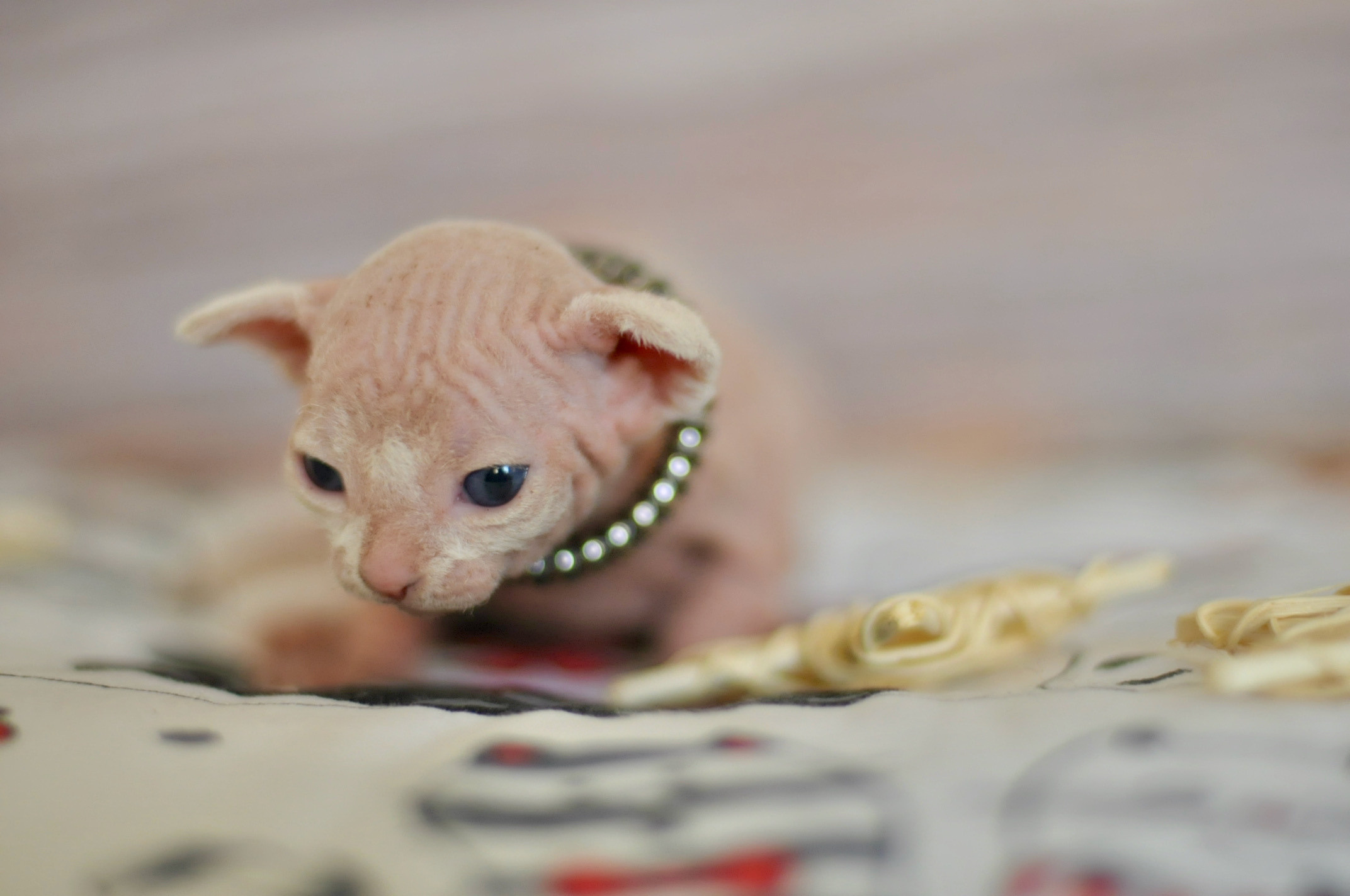 Sphynx Kittens Lëtzebuerg, Chatons Sphynx Luxembourg, Sphynx-Kätzchen Luxemburg
