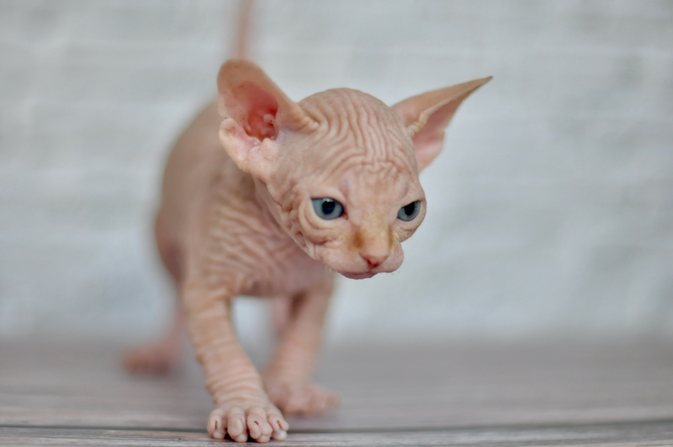 Sphynx kittens UK, Sphynx kittens United Kingdom, Sphynx kittens GB, Sphynx kittens Great Britain, Sphynx kittens London, Sphynx UK, Sphynx United Kingdom, Sphynx GB, Sphynx Great Britain, Sphynx London