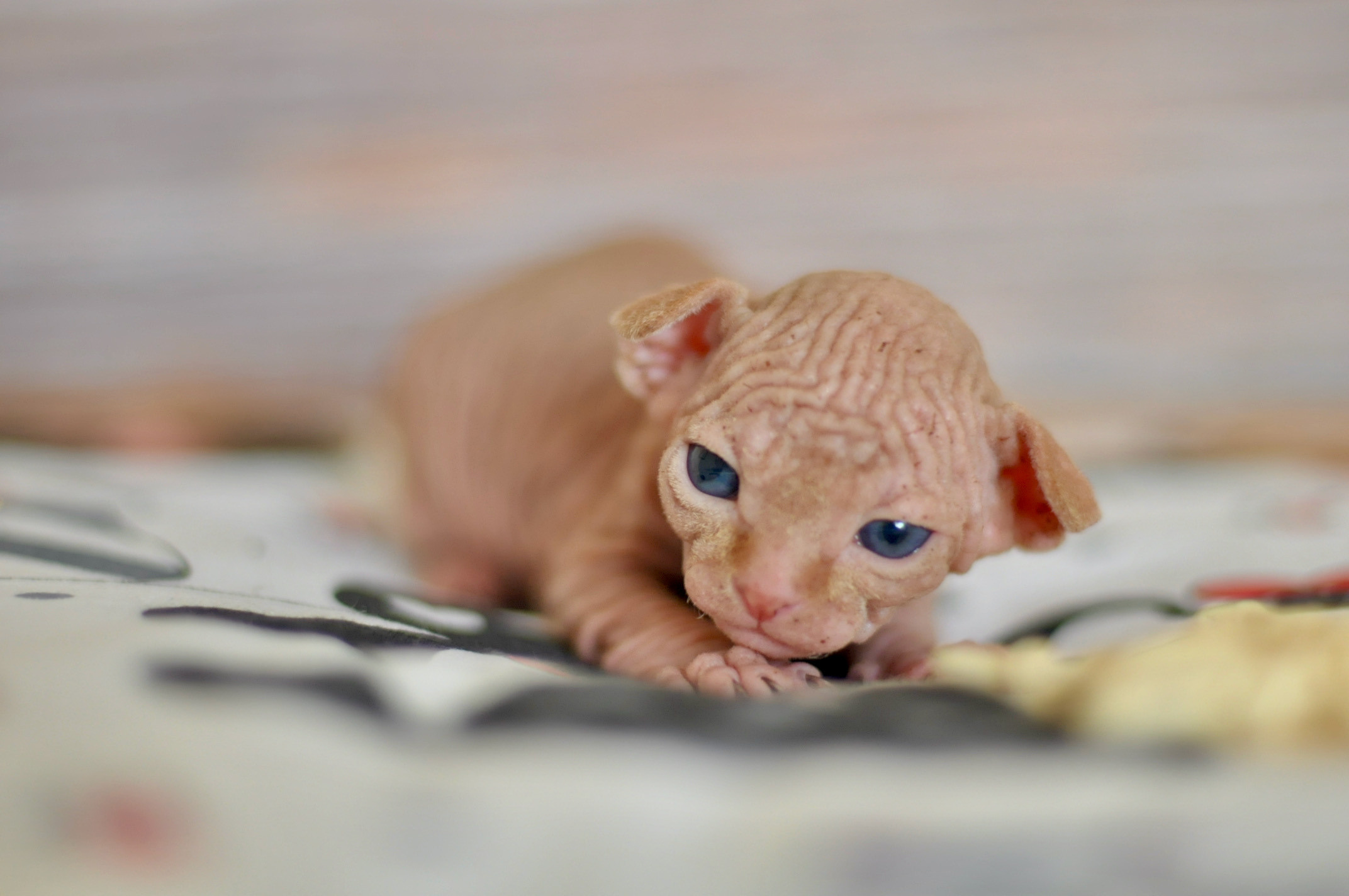 Sphynx kittens UK, Sphynx kittens United Kingdom, Sphynx kittens GB, Sphynx kittens Great Britain, Sphynx kittens London, Sphynx UK, Sphynx United Kingdom, Sphynx GB, Sphynx Great Britain, Sphynx London