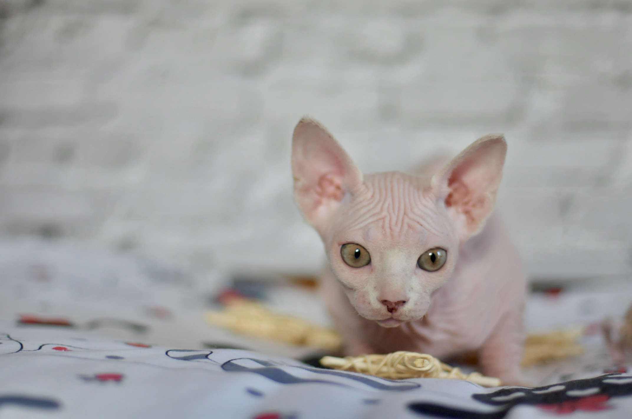 Sphynx Kittens Lëtzebuerg, Chatons Sphynx Luxembourg, Sphynx-Kätzchen Luxemburg