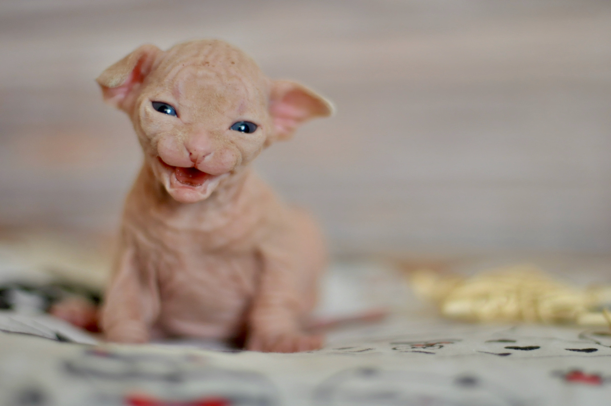 Boy (♂) 2 Blue Collar DOB 09/03/2022, color — White (W) yellow eyed. Εκτροφείο γάτες Σφίγγα στην Λεμεσό, Κύπρος