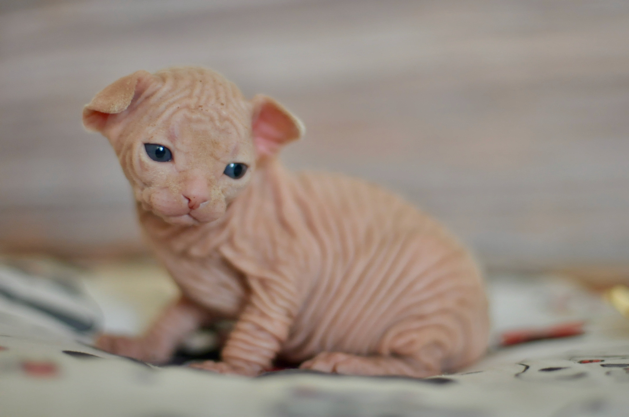 Boy (♂) 2 Blue Collar DOB 09/03/2022, color — White (W) yellow eyed. Εκτροφείο γάτες Σφίγγα στην Λεμεσό, Κύπρος