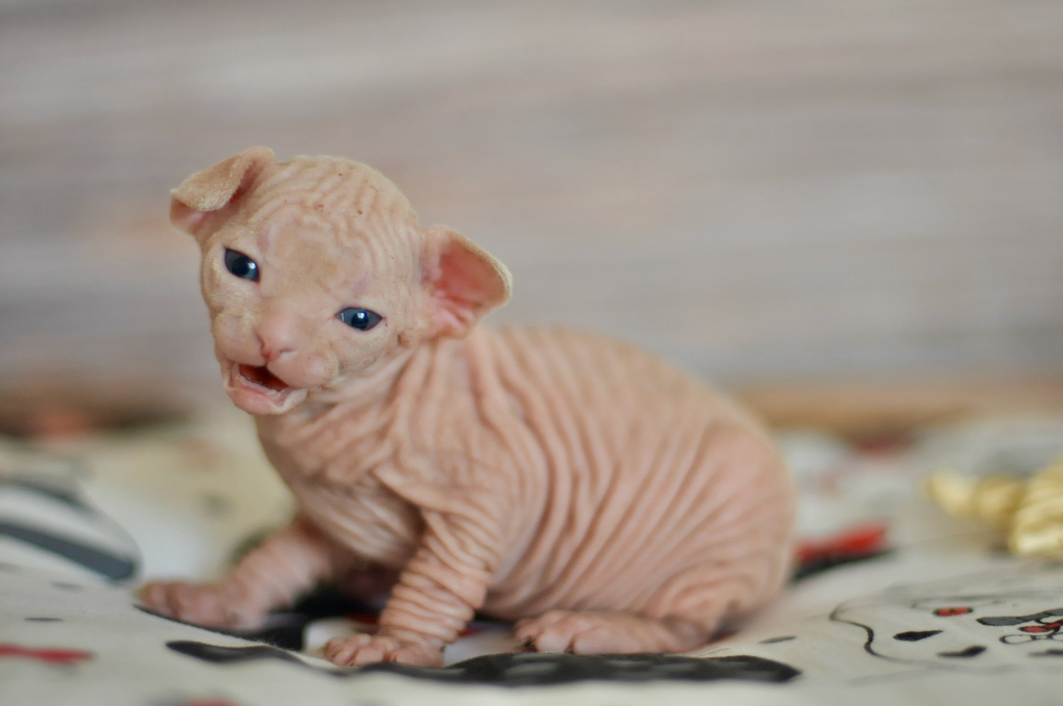 Boy (♂) 2 Blue Collar DOB 09/03/2022, color — White (W) yellow eyed. Εκτροφείο γάτες Σφίγγα στην Λεμεσό, Κύπρος