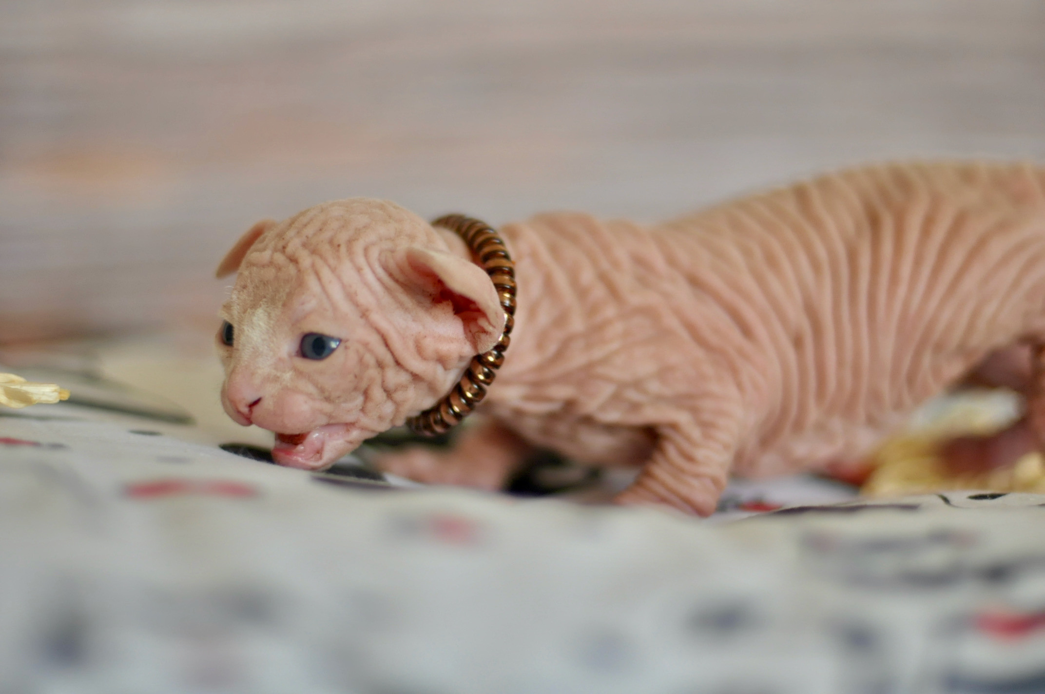 Boy (♂) 1 Brown Collar DOB 09/03/2022, color — White (W) yellow eyed. Εκτροφείο γάτες Σφίγγα στην Λεμεσό, Κύπρος