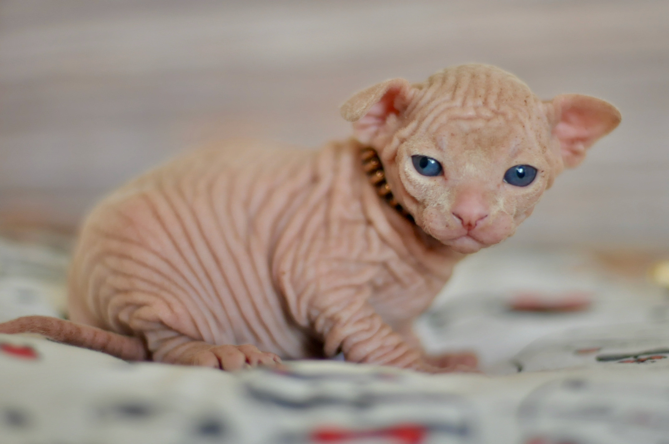 Boy (♂) 1 Brown Collar DOB 09/03/2022, color — White (W) yellow eyed. Εκτροφείο γάτες Σφίγγα στην Λεμεσό, Κύπρος