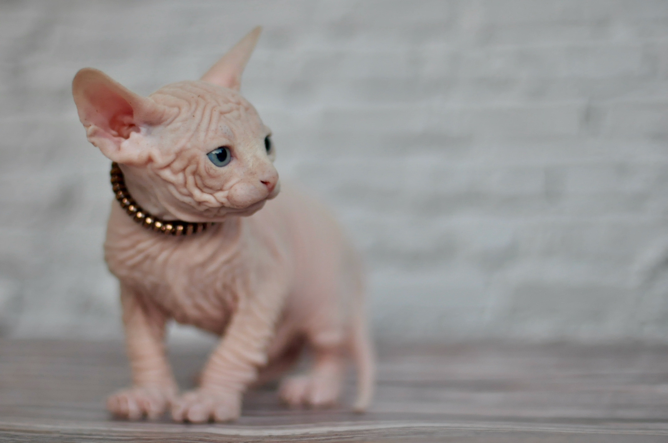 Boy (♂) 1 Brown Collar DOB 09/03/2022, color — White (W) yellow eyed. Εκτροφείο γάτες Σφίγγα στην Λεμεσό, Κύπρος