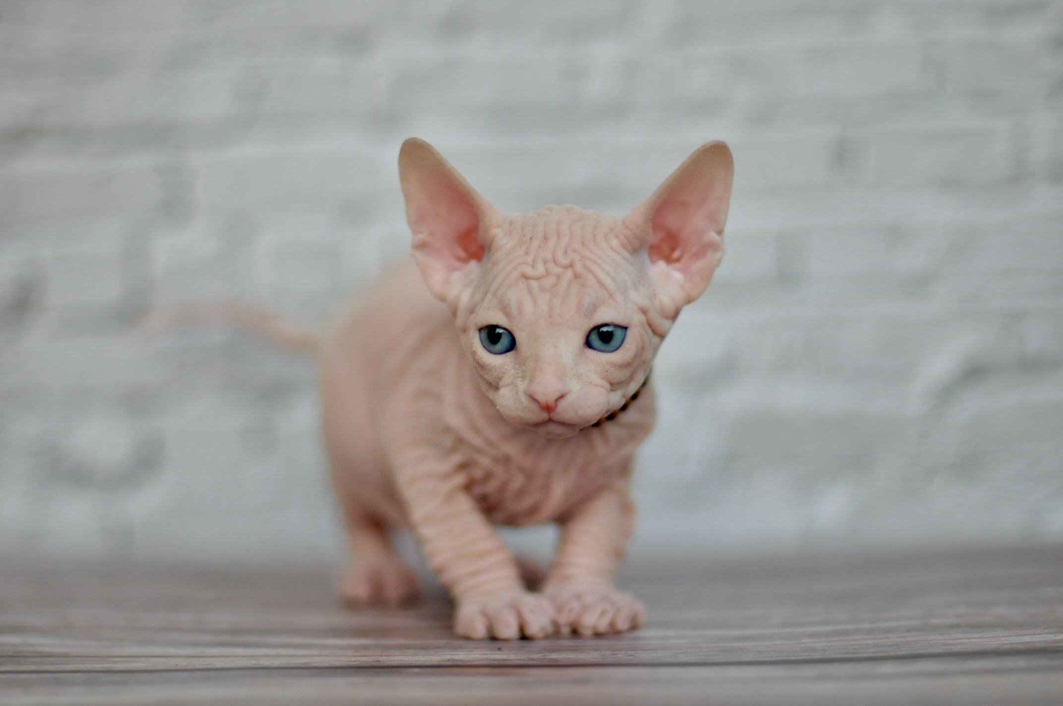 Boy (♂) 1 Brown Collar DOB 09/03/2022, color — White (W) yellow eyed. Εκτροφείο γάτες Σφίγγα στην Λεμεσό, Κύπρος