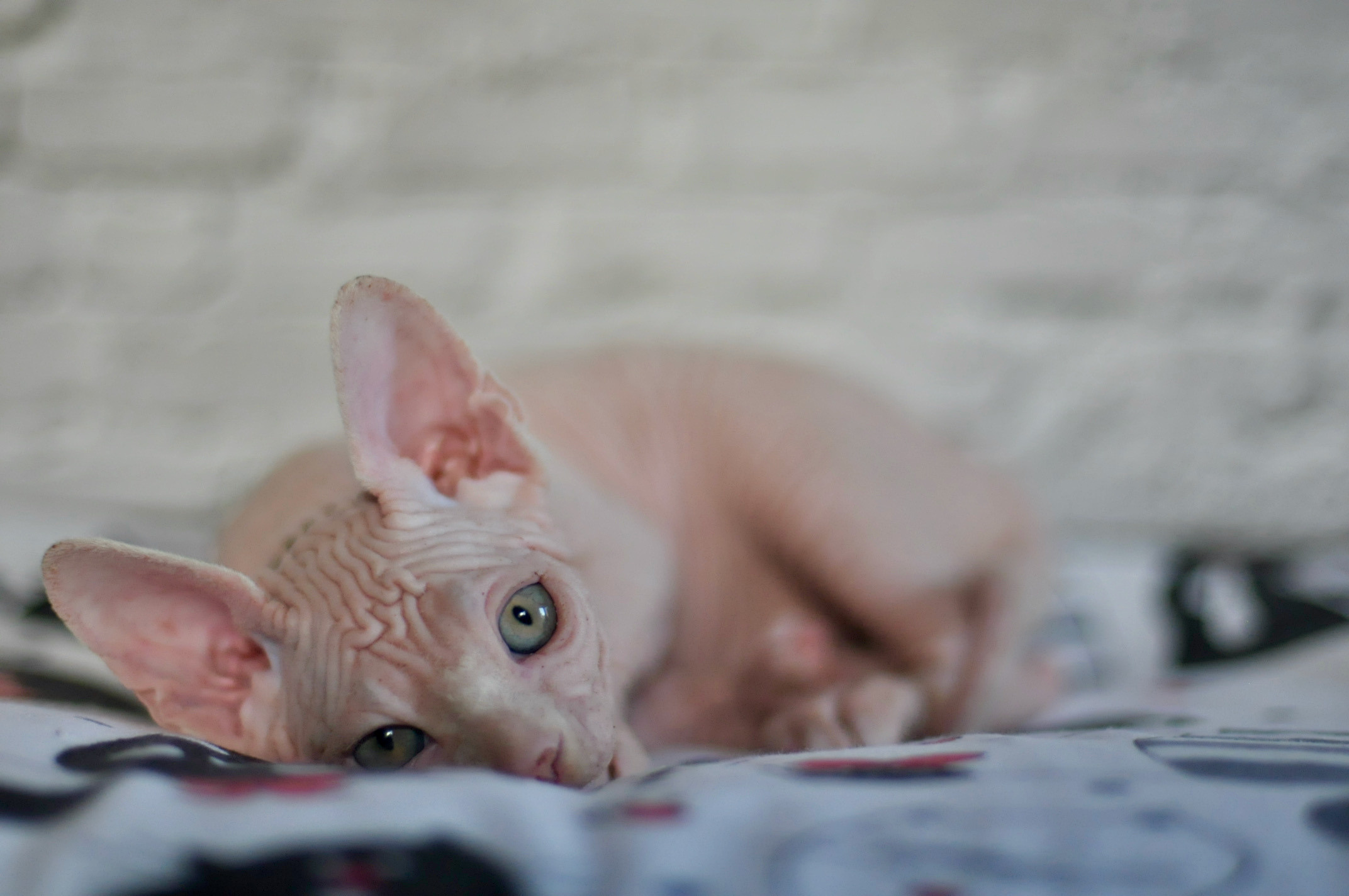 Boy (♂) 1 Brown Collar DOB 09/03/2022, color — White (W) yellow eyed. Εκτροφείο γάτες Σφίγγα στην Λεμεσό, Κύπρος