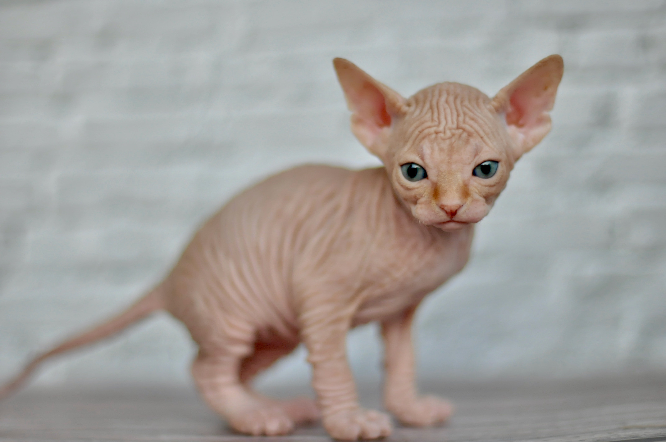 Sphynx kittens UK, Sphynx kittens United Kingdom, Sphynx kittens GB, Sphynx kittens Great Britain, Sphynx kittens London, Sphynx UK, Sphynx United Kingdom, Sphynx GB, Sphynx Great Britain, Sphynx London