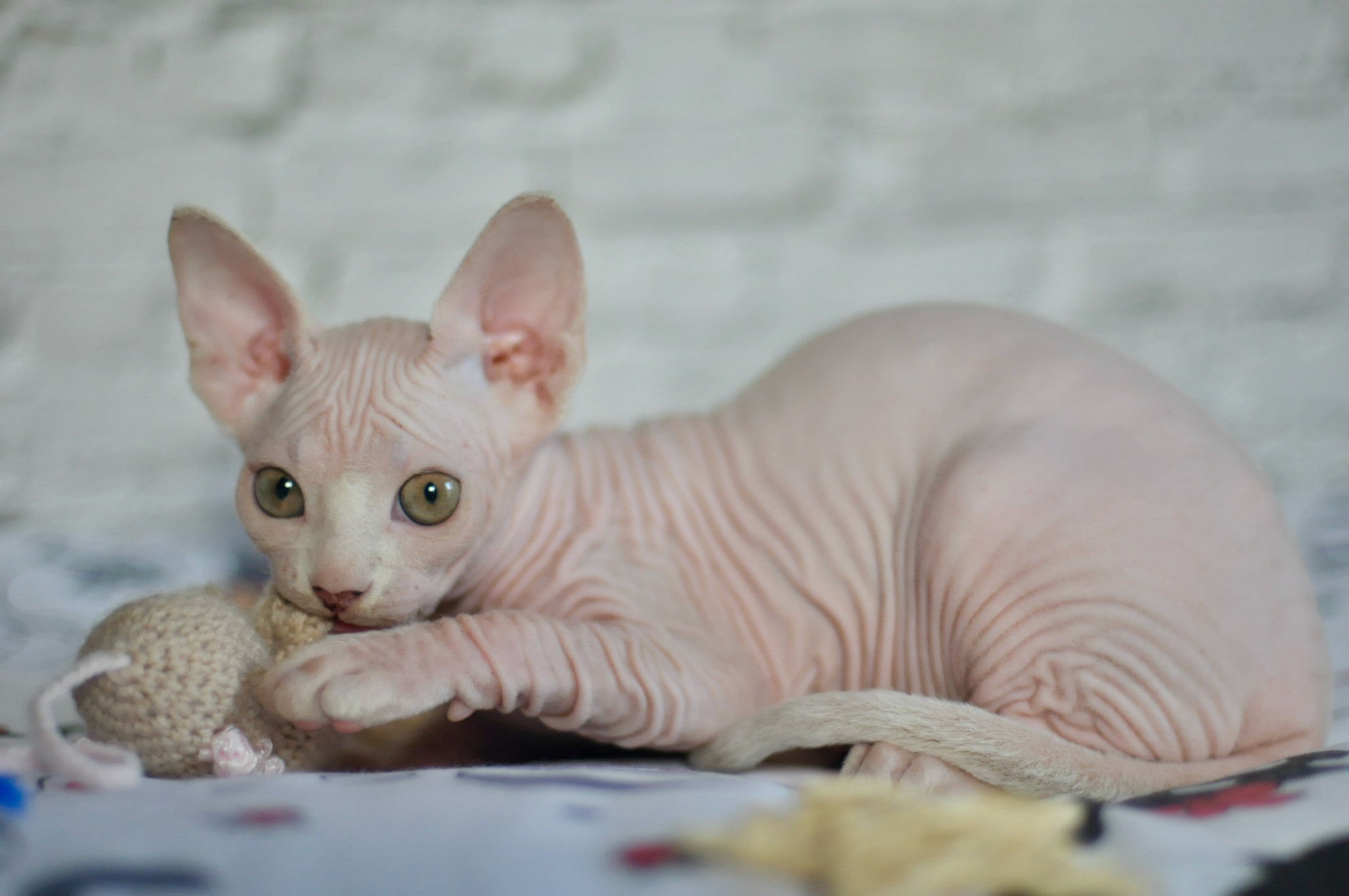 Sphynx Kittens Lëtzebuerg, Chatons Sphynx Luxembourg, Sphynx-Kätzchen Luxemburg