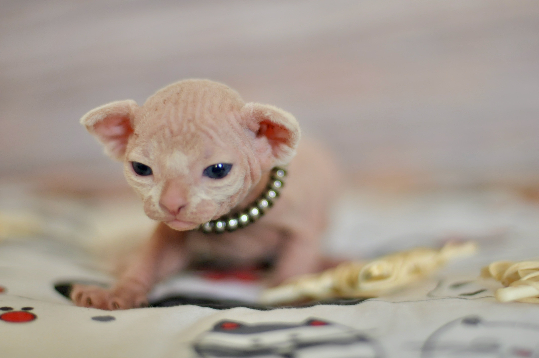 Sphynx Kittens Lëtzebuerg, Chatons Sphynx Luxembourg, Sphynx-Kätzchen Luxemburg