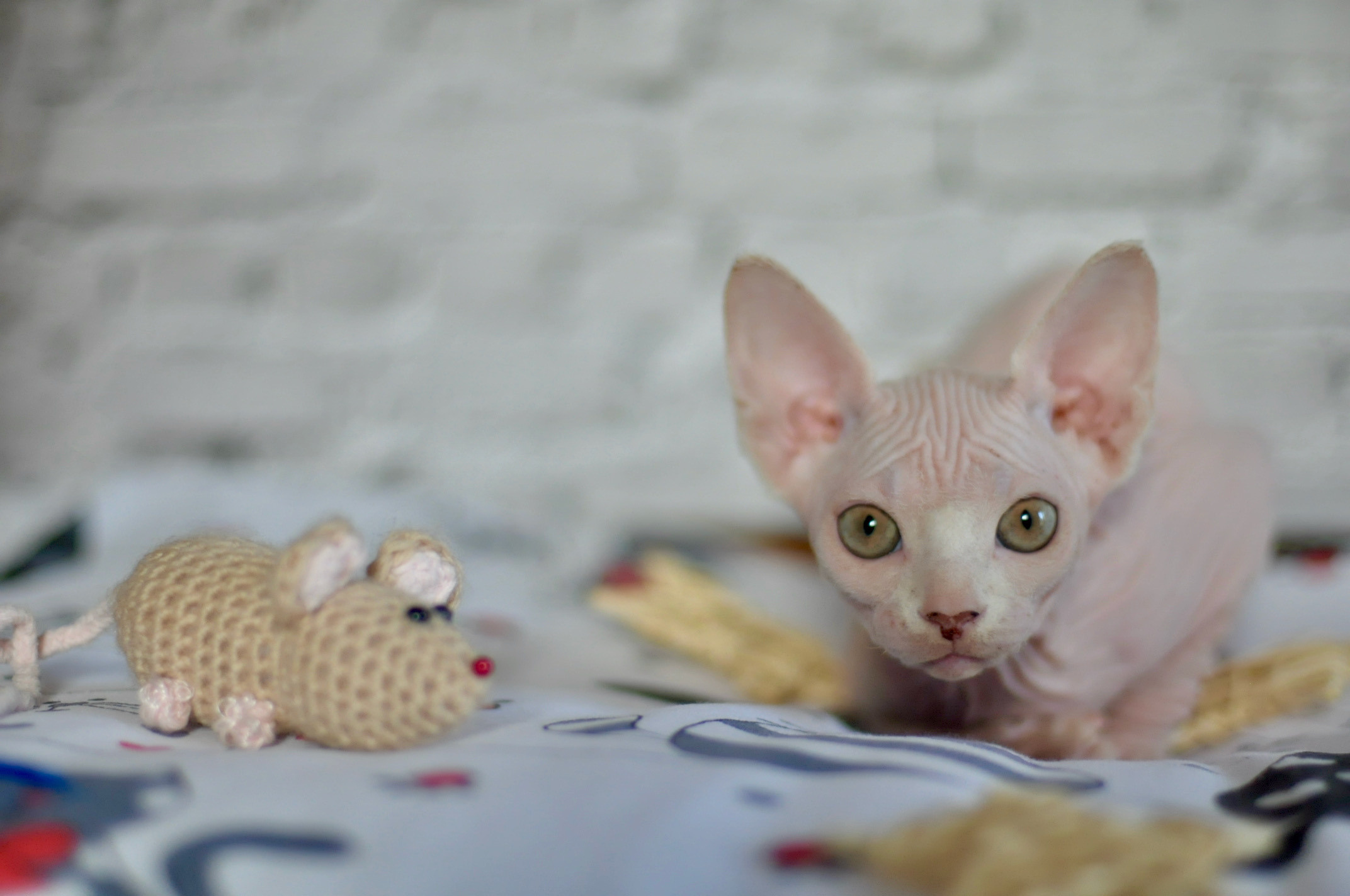 Sphynx Kittens Lëtzebuerg, Chatons Sphynx Luxembourg, Sphynx-Kätzchen Luxemburg