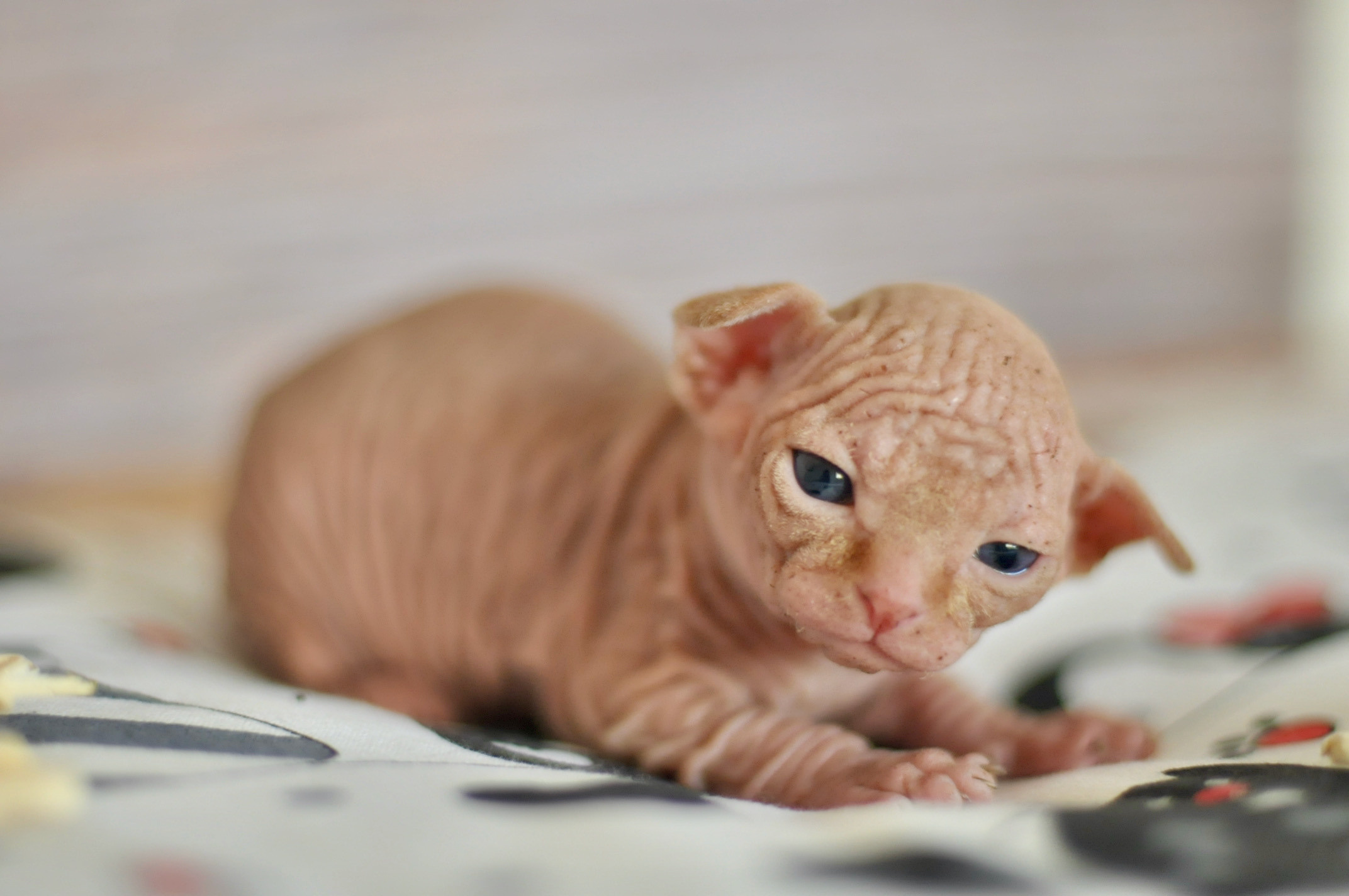 Sphynx kittens UK, Sphynx kittens United Kingdom, Sphynx kittens GB, Sphynx kittens Great Britain, Sphynx kittens London, Sphynx UK, Sphynx United Kingdom, Sphynx GB, Sphynx Great Britain, Sphynx London