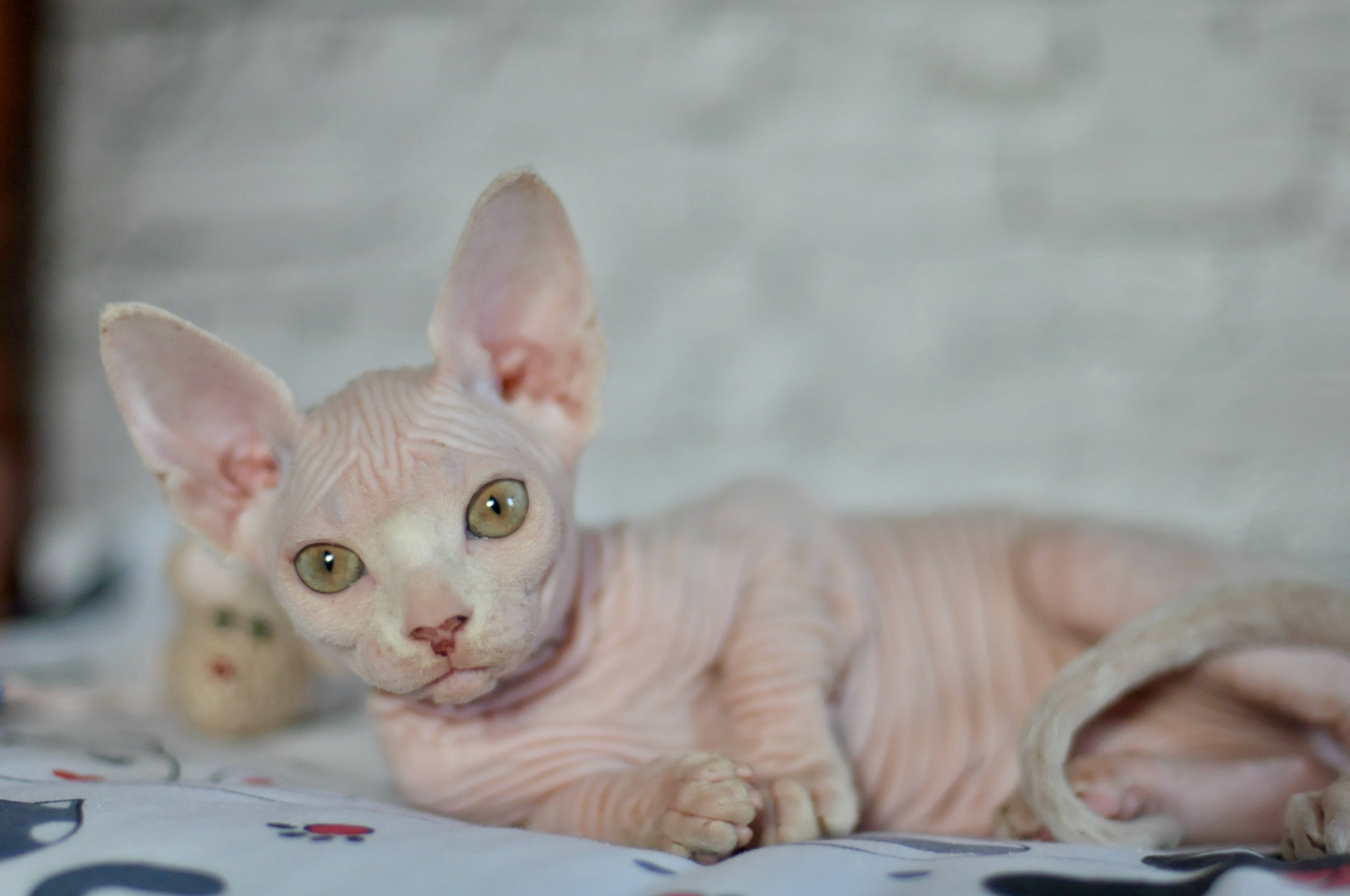 Sphynx Kittens Lëtzebuerg, Chatons Sphynx Luxembourg, Sphynx-Kätzchen Luxemburg