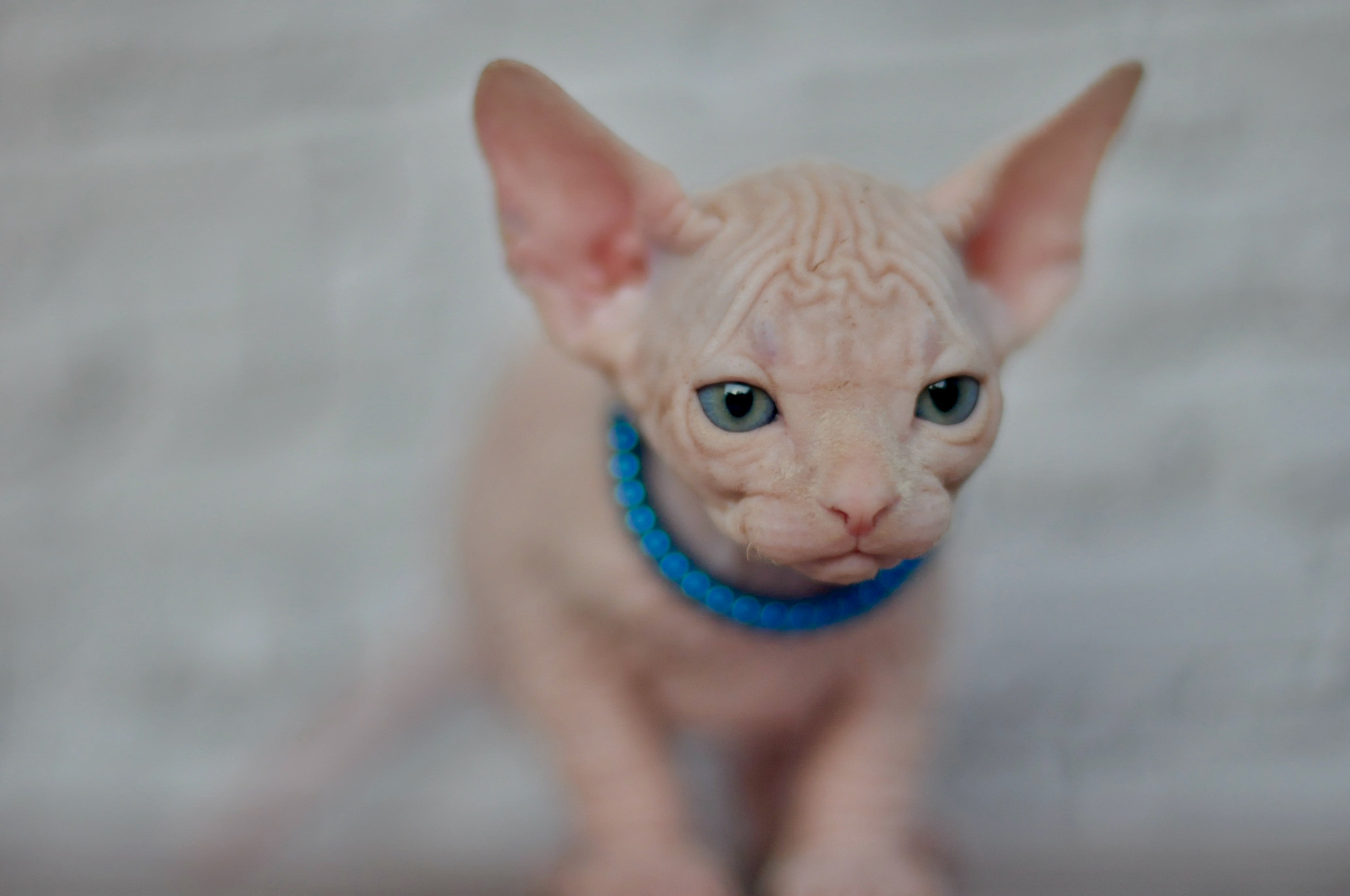 Boy (♂) 2 Blue Collar DOB 09/03/2022, color — White (W) yellow eyed. Εκτροφείο γάτες Σφίγγα στην Λεμεσό, Κύπρος