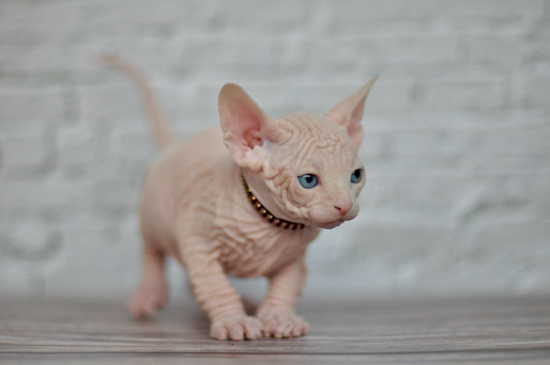 Boy (♂) 1 Brown Collar DOB 09/03/2022, color — White (W) yellow eyed. Εκτροφείο γάτες Σφίγγα στην Λεμεσό, Κύπρος