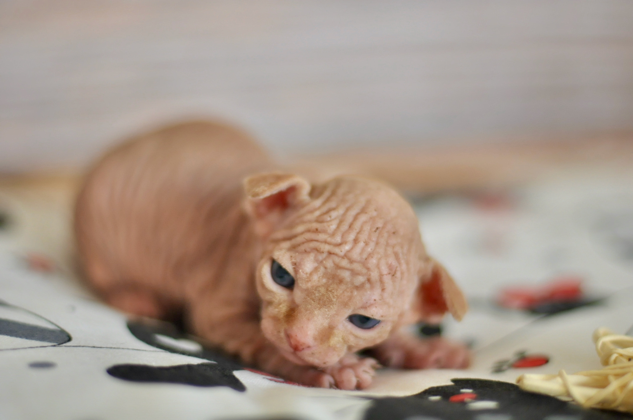 Sphynx kittens UK, Sphynx kittens United Kingdom, Sphynx kittens GB, Sphynx kittens Great Britain, Sphynx kittens London, Sphynx UK, Sphynx United Kingdom, Sphynx GB, Sphynx Great Britain, Sphynx London