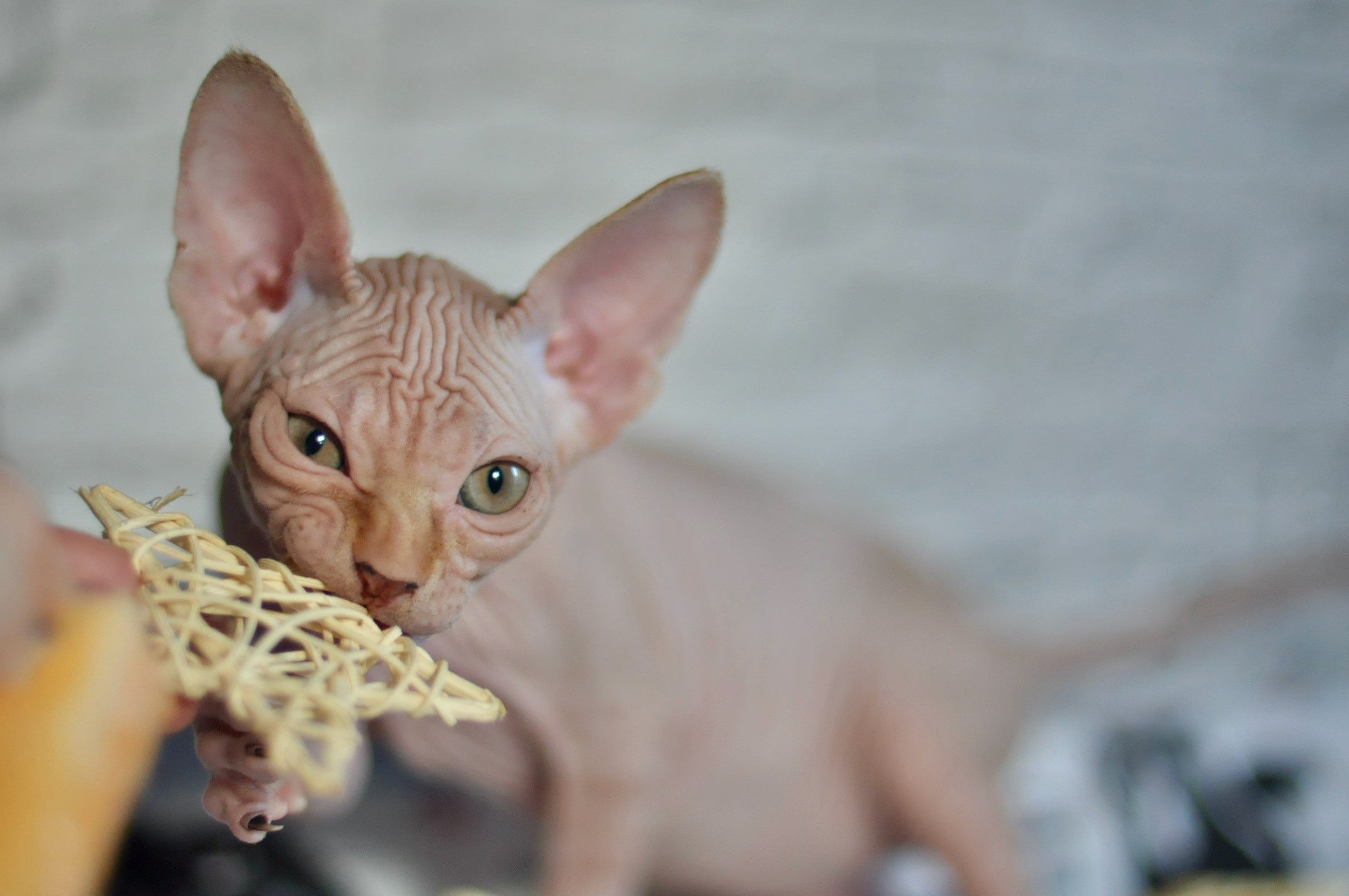 Sphynx kittens UK, Sphynx kittens United Kingdom, Sphynx kittens GB, Sphynx kittens Great Britain, Sphynx kittens London, Sphynx UK, Sphynx United Kingdom, Sphynx GB, Sphynx Great Britain, Sphynx London