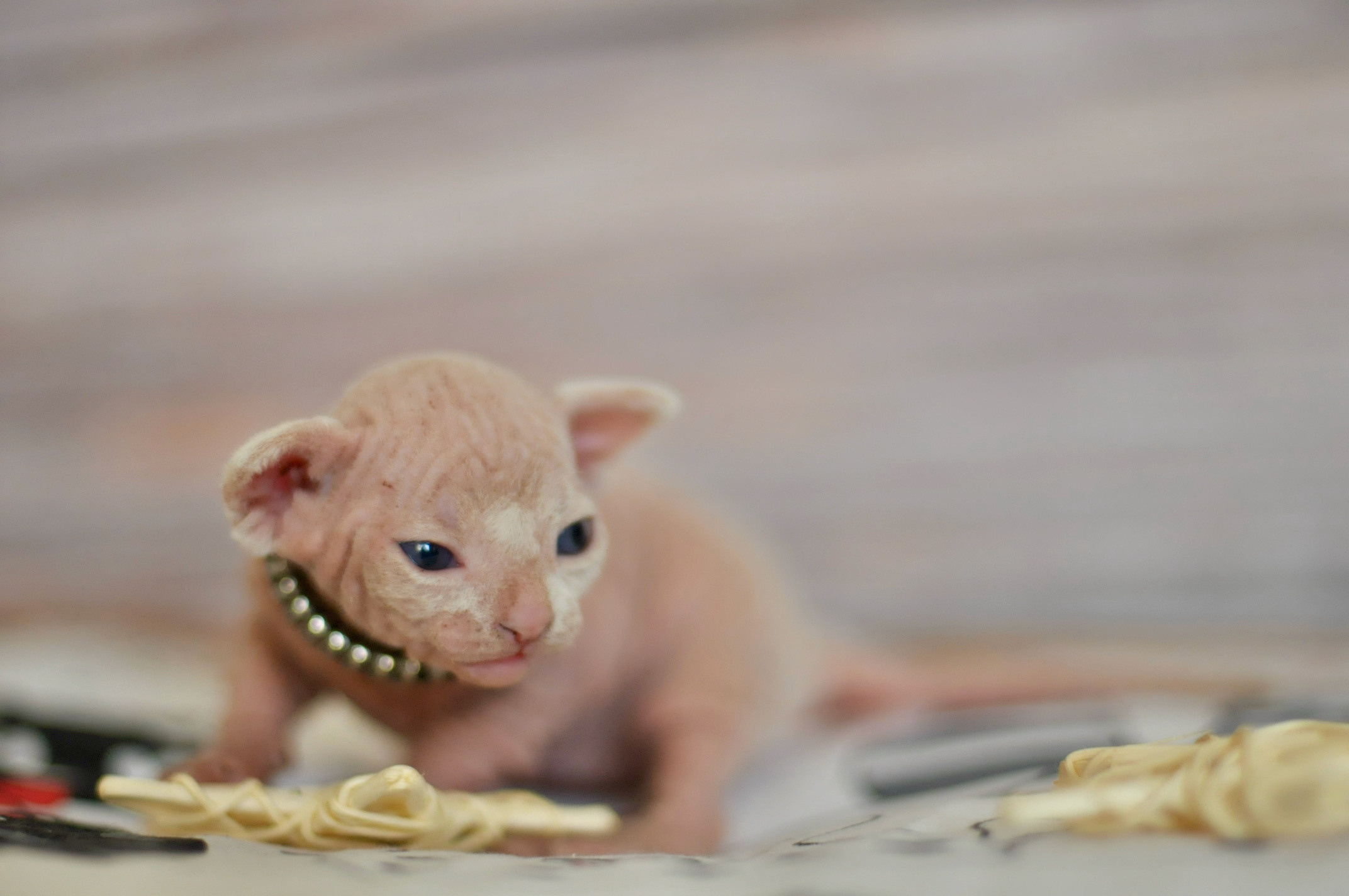 Sphynx Kittens Lëtzebuerg, Chatons Sphynx Luxembourg, Sphynx-Kätzchen Luxemburg