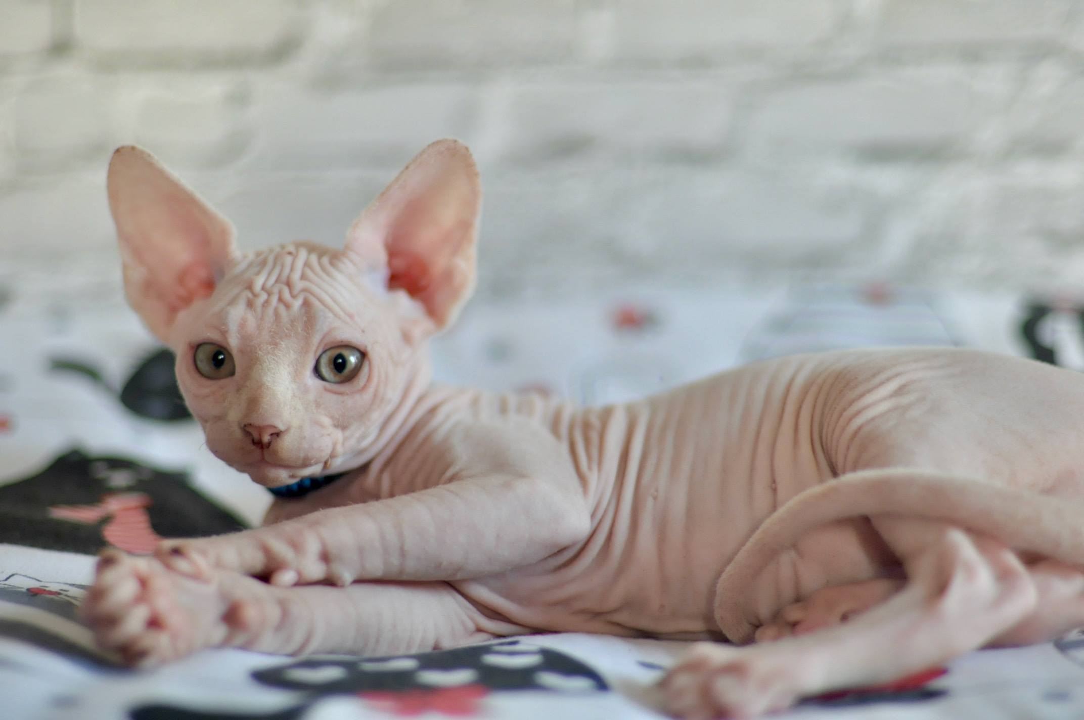 Boy (♂) 2 Blue Collar DOB 09/03/2022, color — White (W) yellow eyed. Εκτροφείο γάτες Σφίγγα στην Λεμεσό, Κύπρος