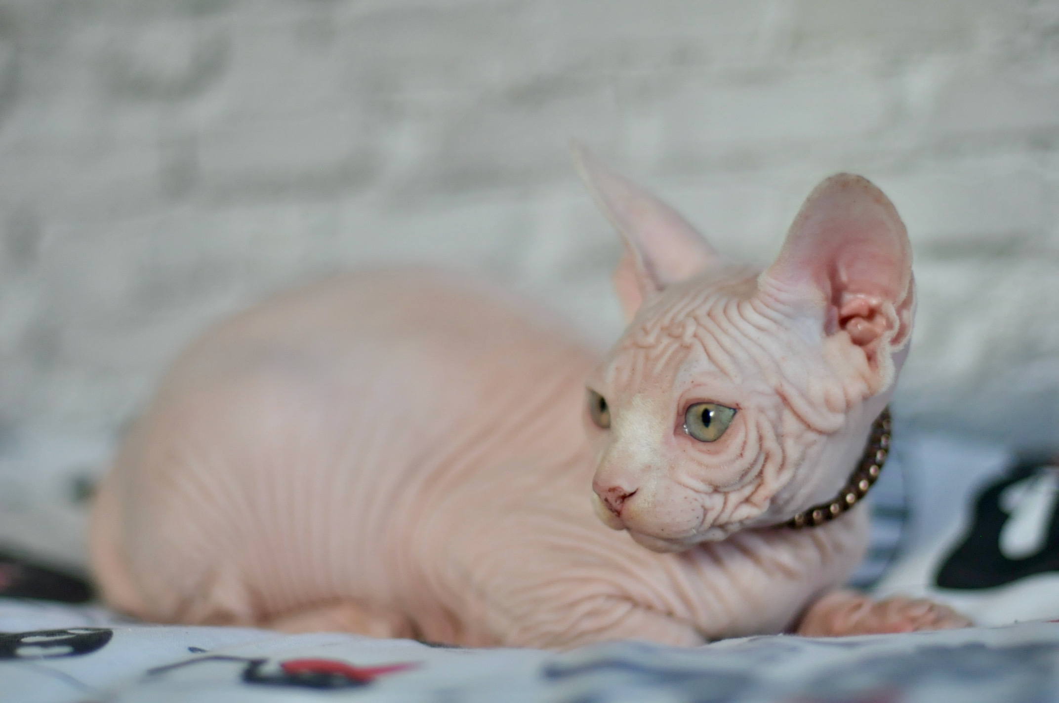 Boy (♂) 1 Brown Collar DOB 09/03/2022, color — White (W) yellow eyed. Εκτροφείο γάτες Σφίγγα στην Λεμεσό, Κύπρος