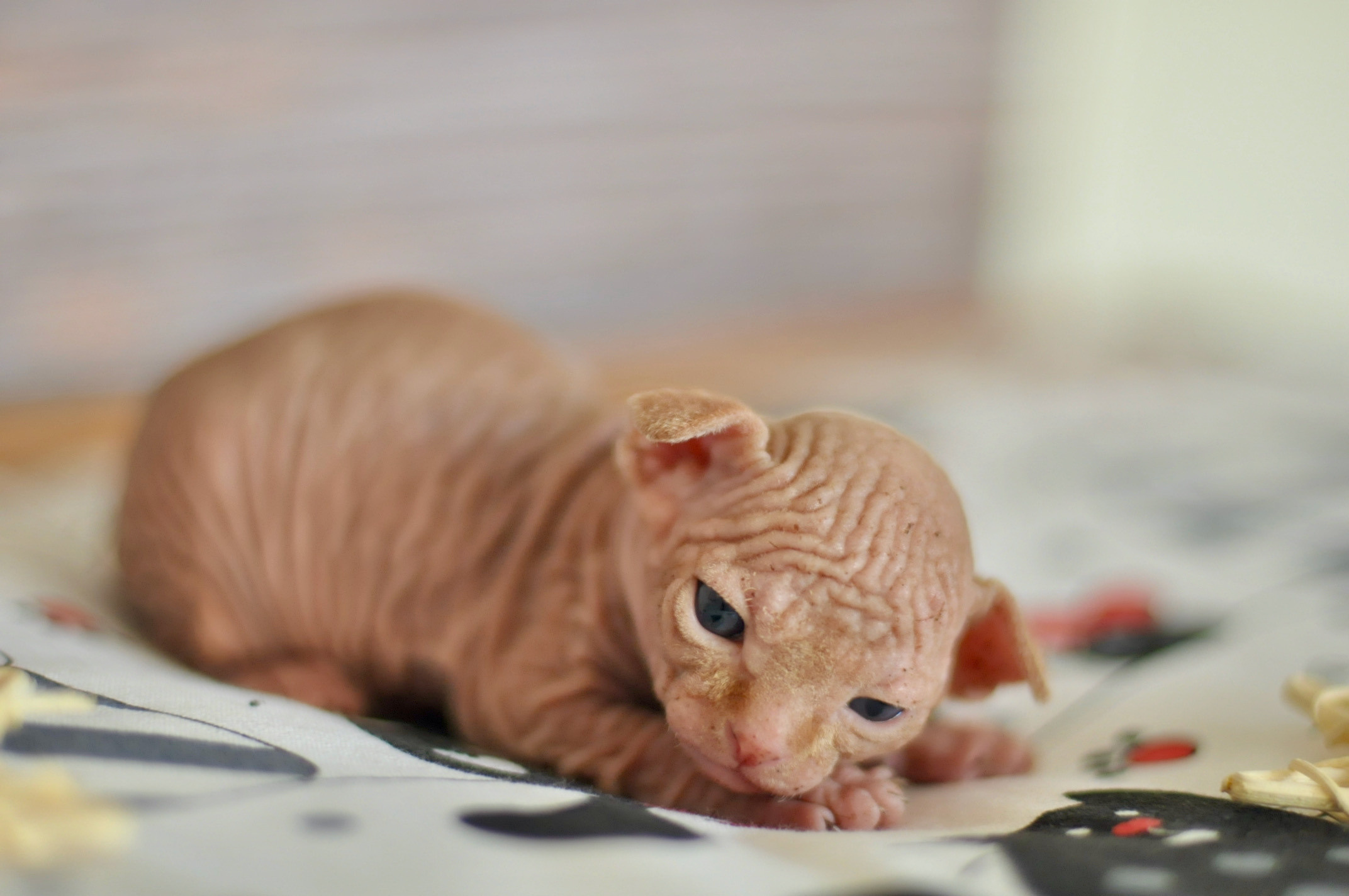 Sphynx kittens UK, Sphynx kittens United Kingdom, Sphynx kittens GB, Sphynx kittens Great Britain, Sphynx kittens London, Sphynx UK, Sphynx United Kingdom, Sphynx GB, Sphynx Great Britain, Sphynx London