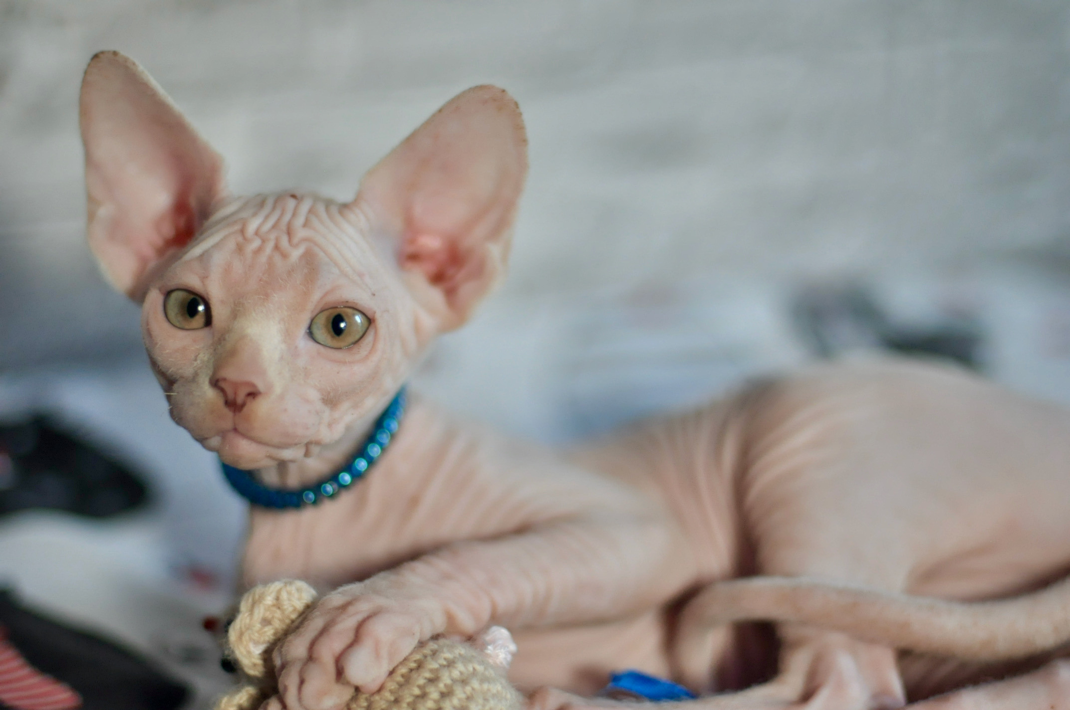 Boy (♂) 2 Blue Collar DOB 09/03/2022, color — White (W) yellow eyed. Εκτροφείο γάτες Σφίγγα στην Λεμεσό, Κύπρος