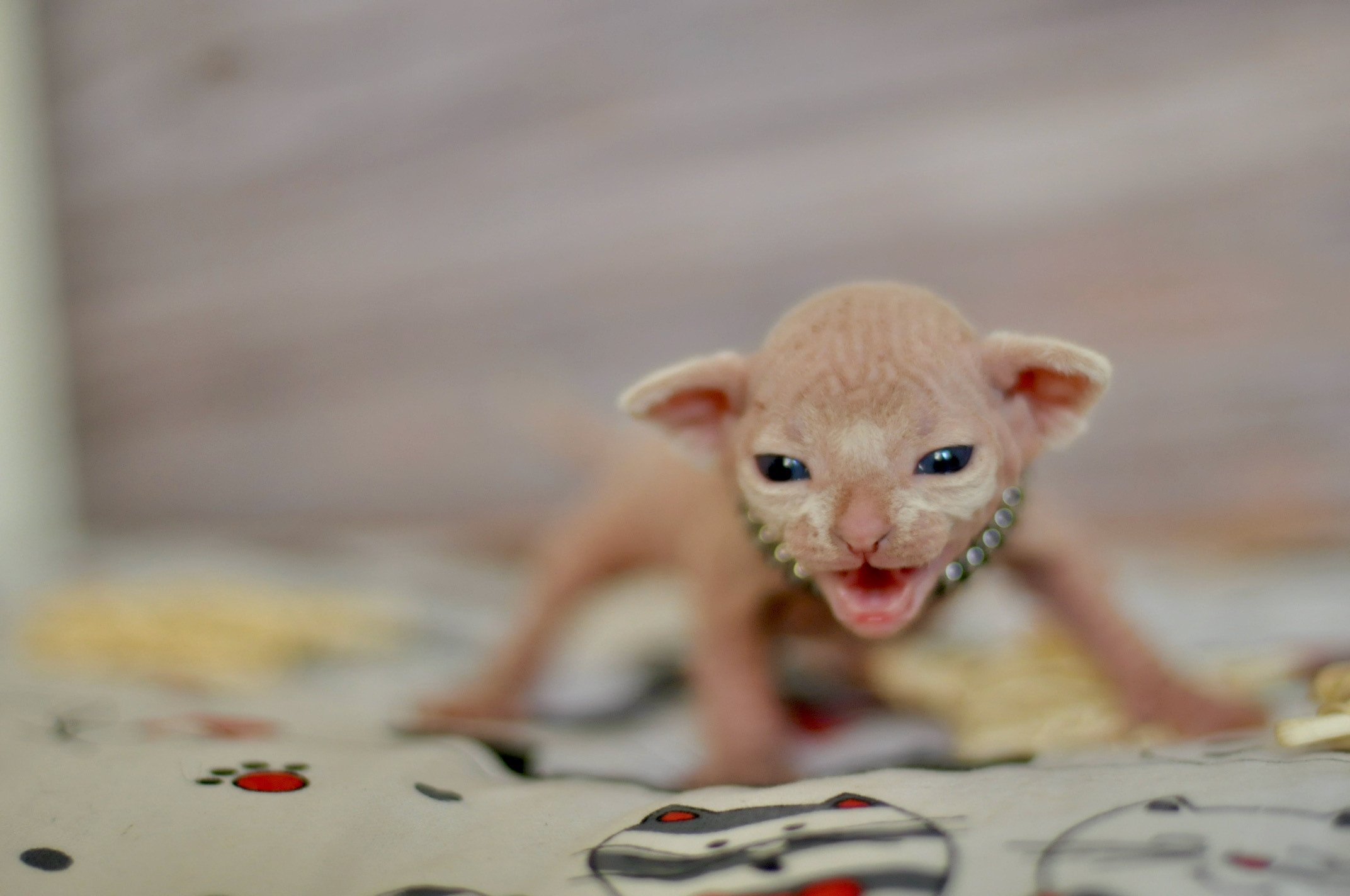 Sphynx Kittens Lëtzebuerg, Chatons Sphynx Luxembourg, Sphynx-Kätzchen Luxemburg