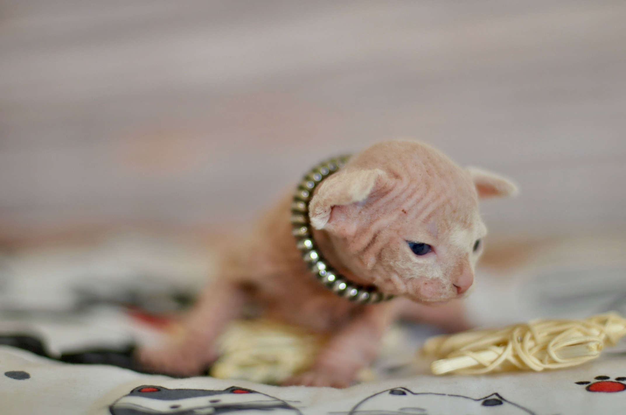 Sphynx Kittens Lëtzebuerg, Chatons Sphynx Luxembourg, Sphynx-Kätzchen Luxemburg