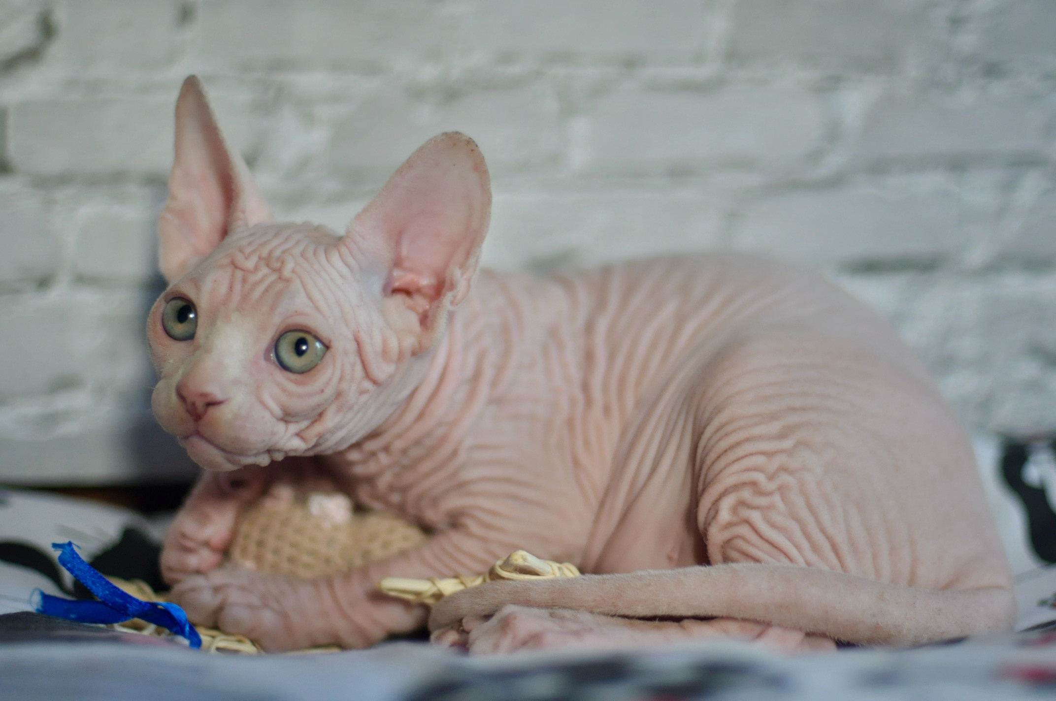 Boy (♂) 1 Brown Collar DOB 09/03/2022, color — White (W) yellow eyed. Εκτροφείο γάτες Σφίγγα στην Λεμεσό, Κύπρος
