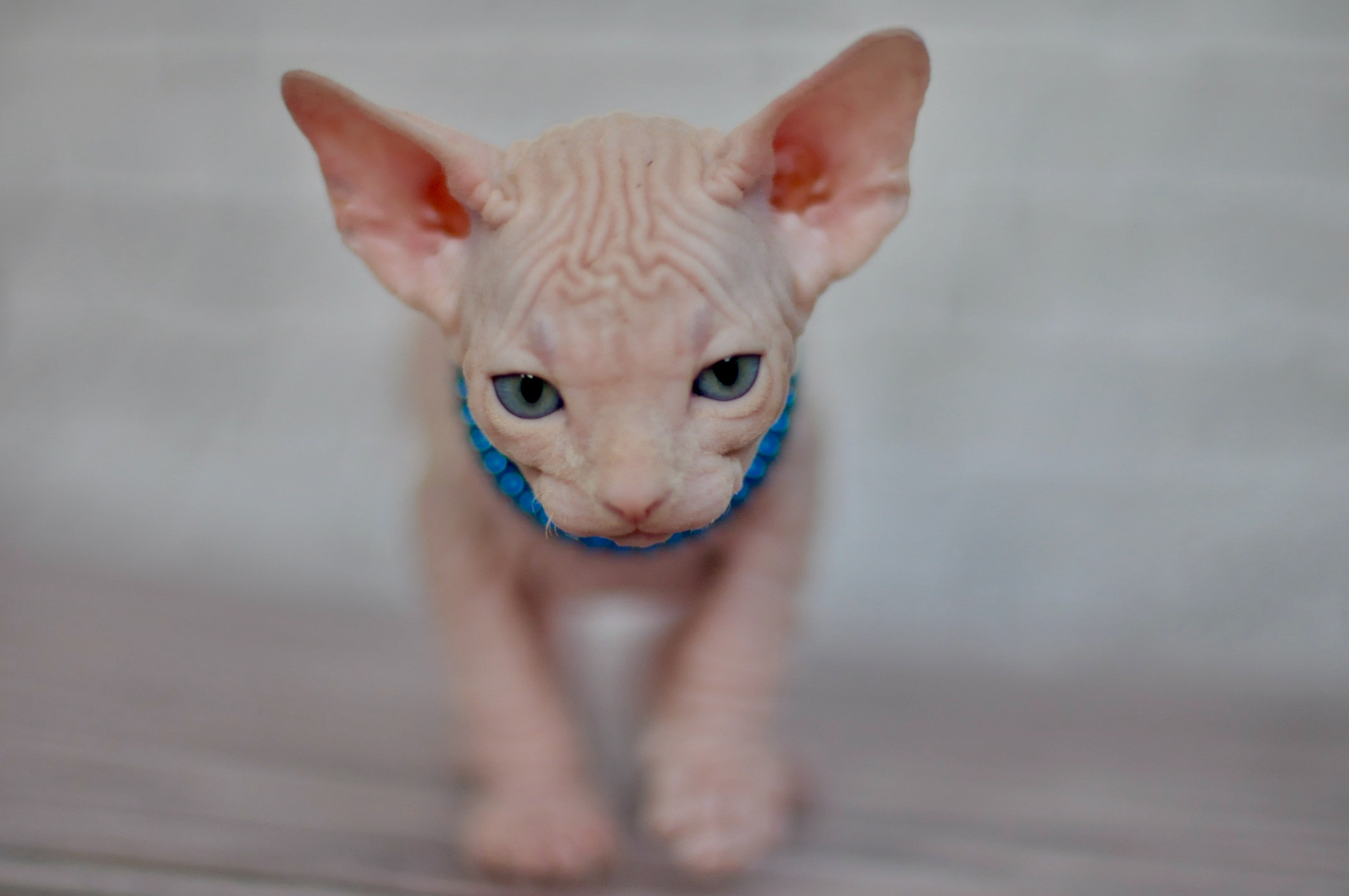 Boy (♂) 2 Blue Collar DOB 09/03/2022, color — White (W) yellow eyed. Εκτροφείο γάτες Σφίγγα στην Λεμεσό, Κύπρος