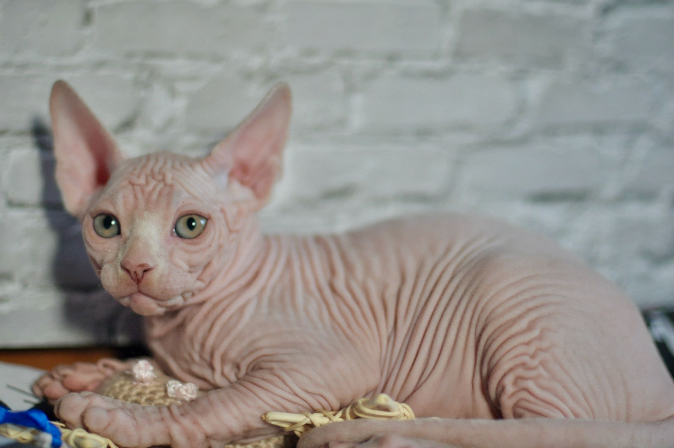Boy (♂) 1 Brown Collar DOB 09/03/2022, color — White (W) yellow eyed. Εκτροφείο γάτες Σφίγγα στην Λεμεσό, Κύπρος