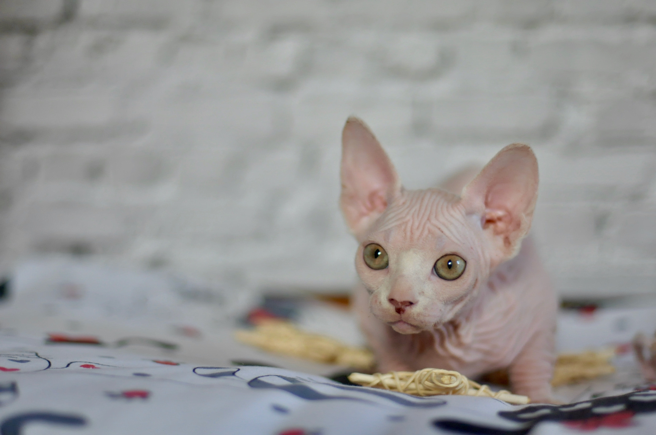 Sphynx Kittens Lëtzebuerg, Chatons Sphynx Luxembourg, Sphynx-Kätzchen Luxemburg
