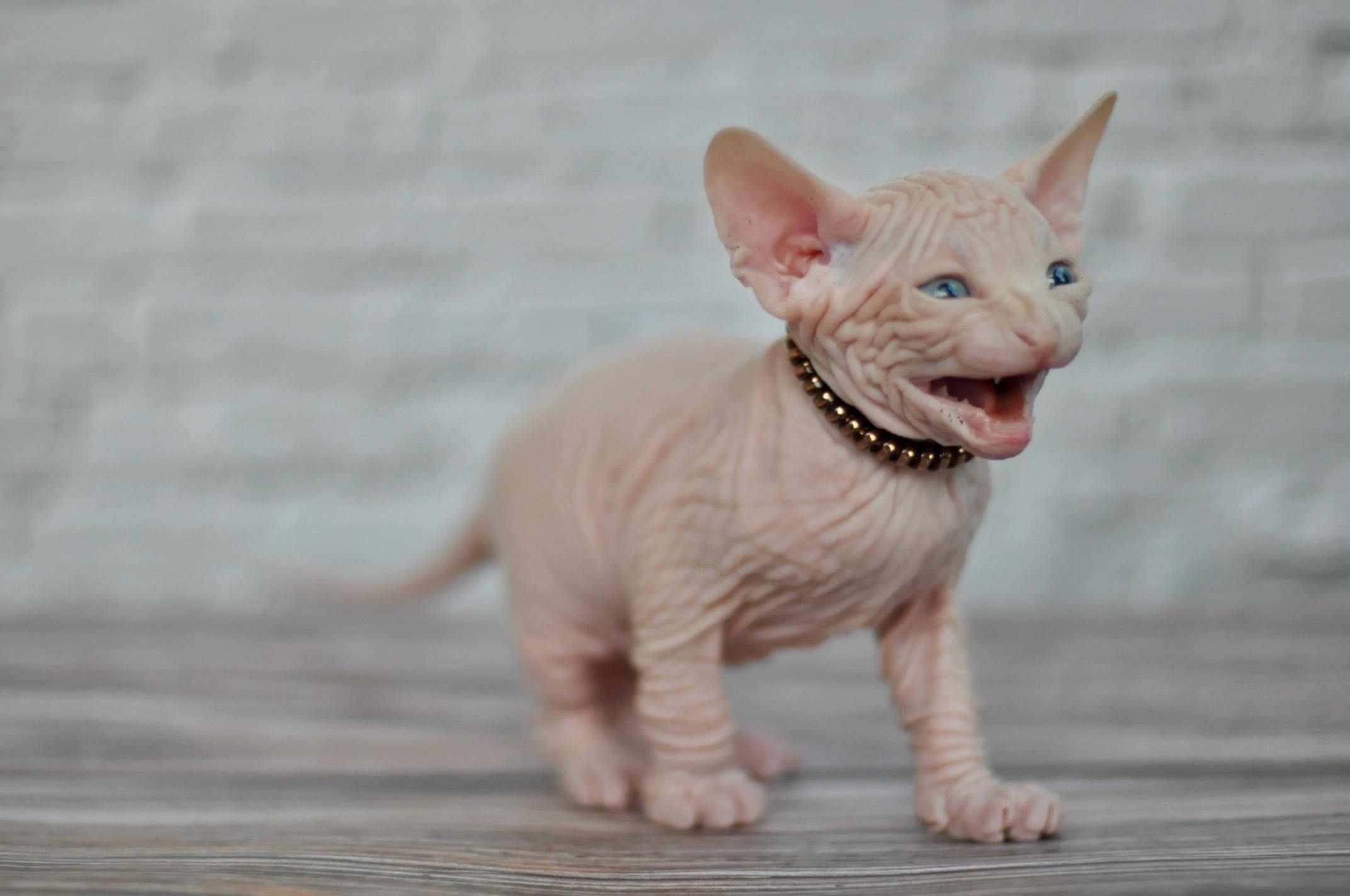 Boy (♂) 1 Brown Collar DOB 09/03/2022, color — White (W) yellow eyed. Εκτροφείο γάτες Σφίγγα στην Λεμεσό, Κύπρος