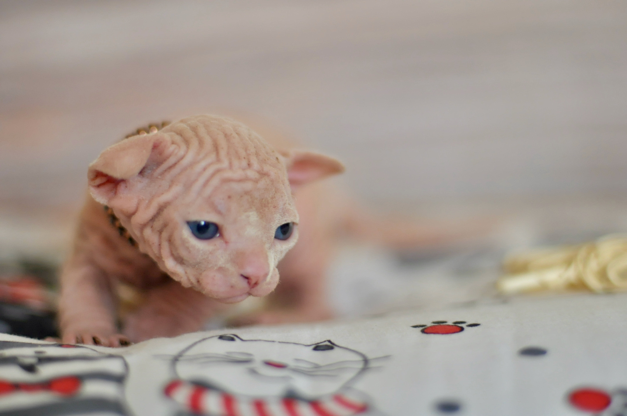 Boy (♂) 1 Brown Collar DOB 09/03/2022, color — White (W) yellow eyed. Εκτροφείο γάτες Σφίγγα στην Λεμεσό, Κύπρος