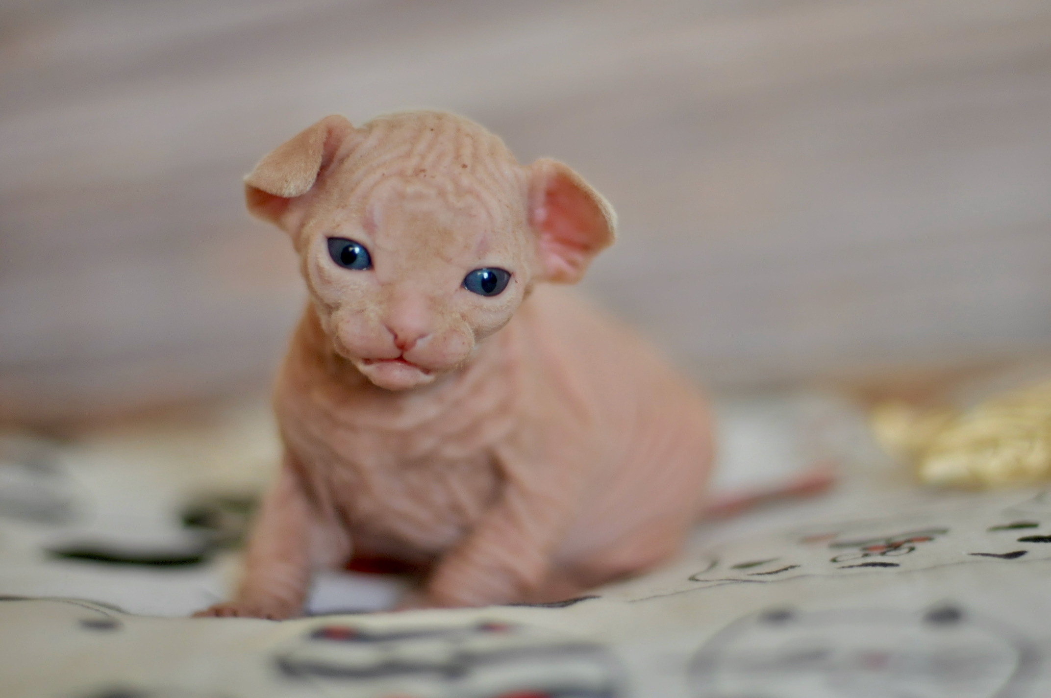 Boy (♂) 2 Blue Collar DOB 09/03/2022, color — White (W) yellow eyed. Εκτροφείο γάτες Σφίγγα στην Λεμεσό, Κύπρος