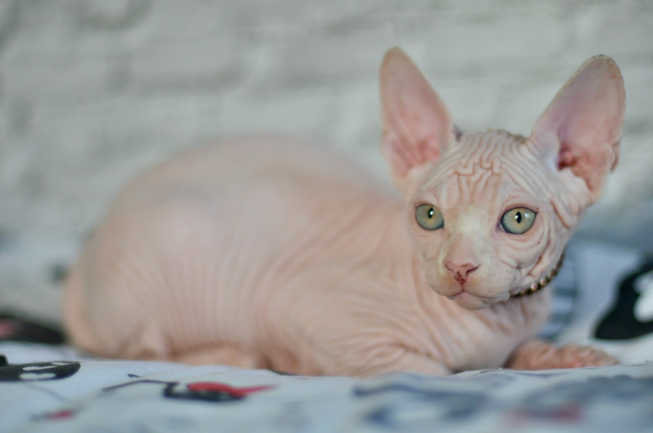Boy (♂) 1 Brown Collar DOB 09/03/2022, color — White (W) yellow eyed. Εκτροφείο γάτες Σφίγγα στην Λεμεσό, Κύπρος