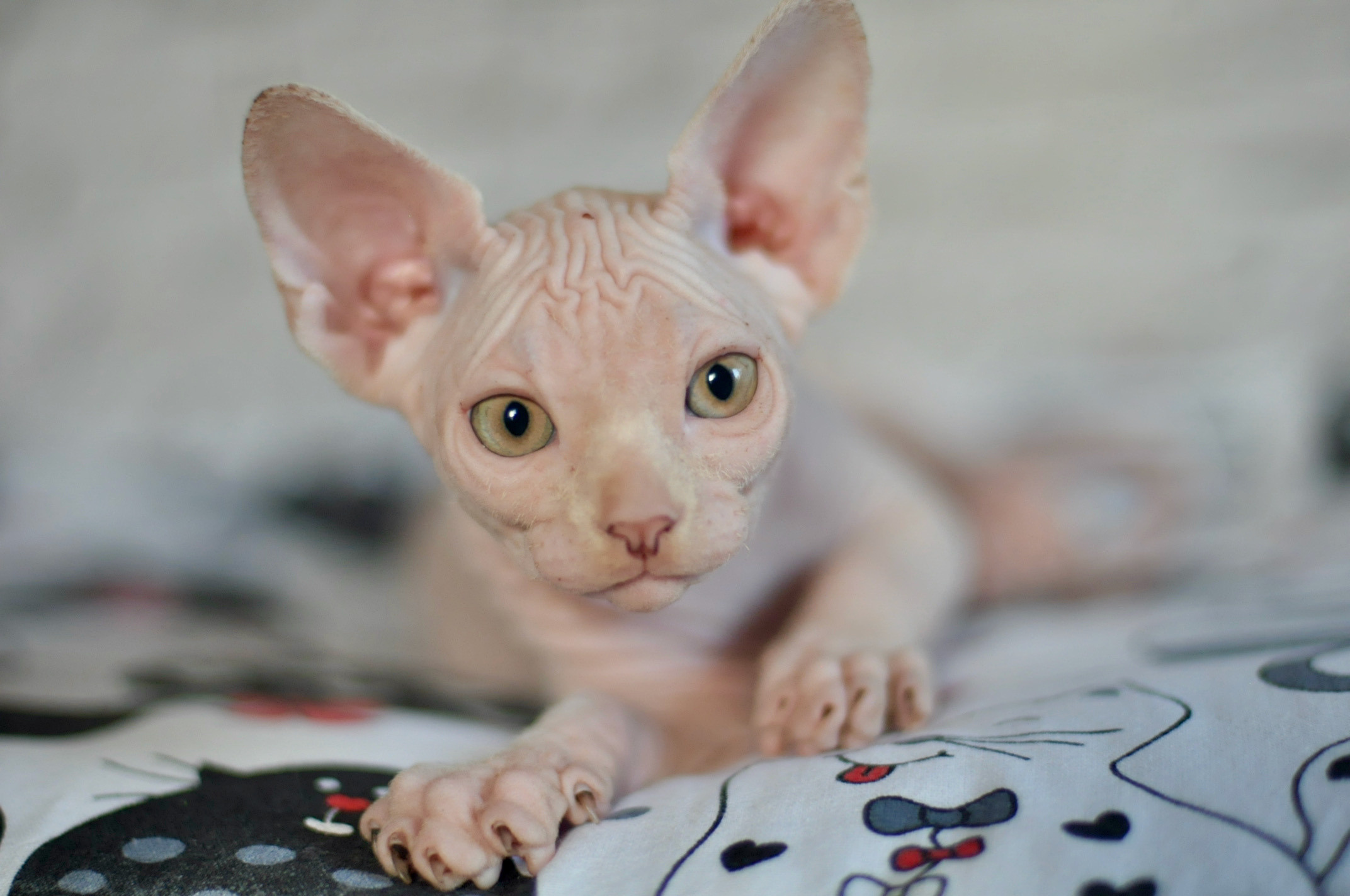 Boy (♂) 2 Blue Collar DOB 09/03/2022, color — White (W) yellow eyed. Εκτροφείο γάτες Σφίγγα στην Λεμεσό, Κύπρος