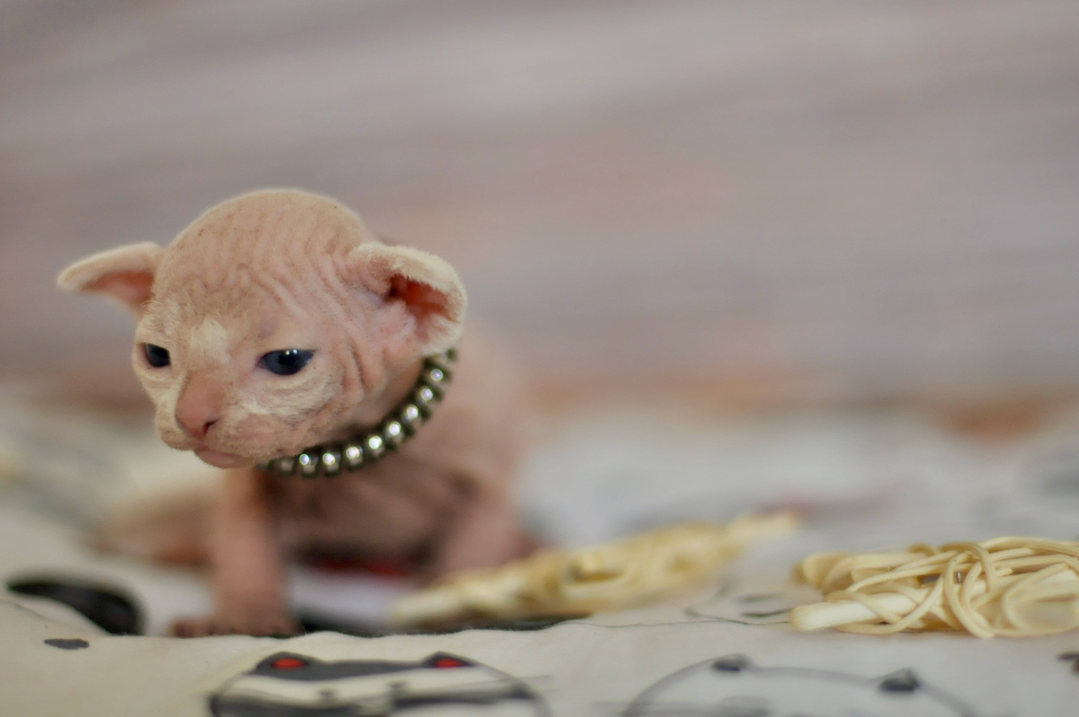 Sphynx Kittens Lëtzebuerg, Chatons Sphynx Luxembourg, Sphynx-Kätzchen Luxemburg