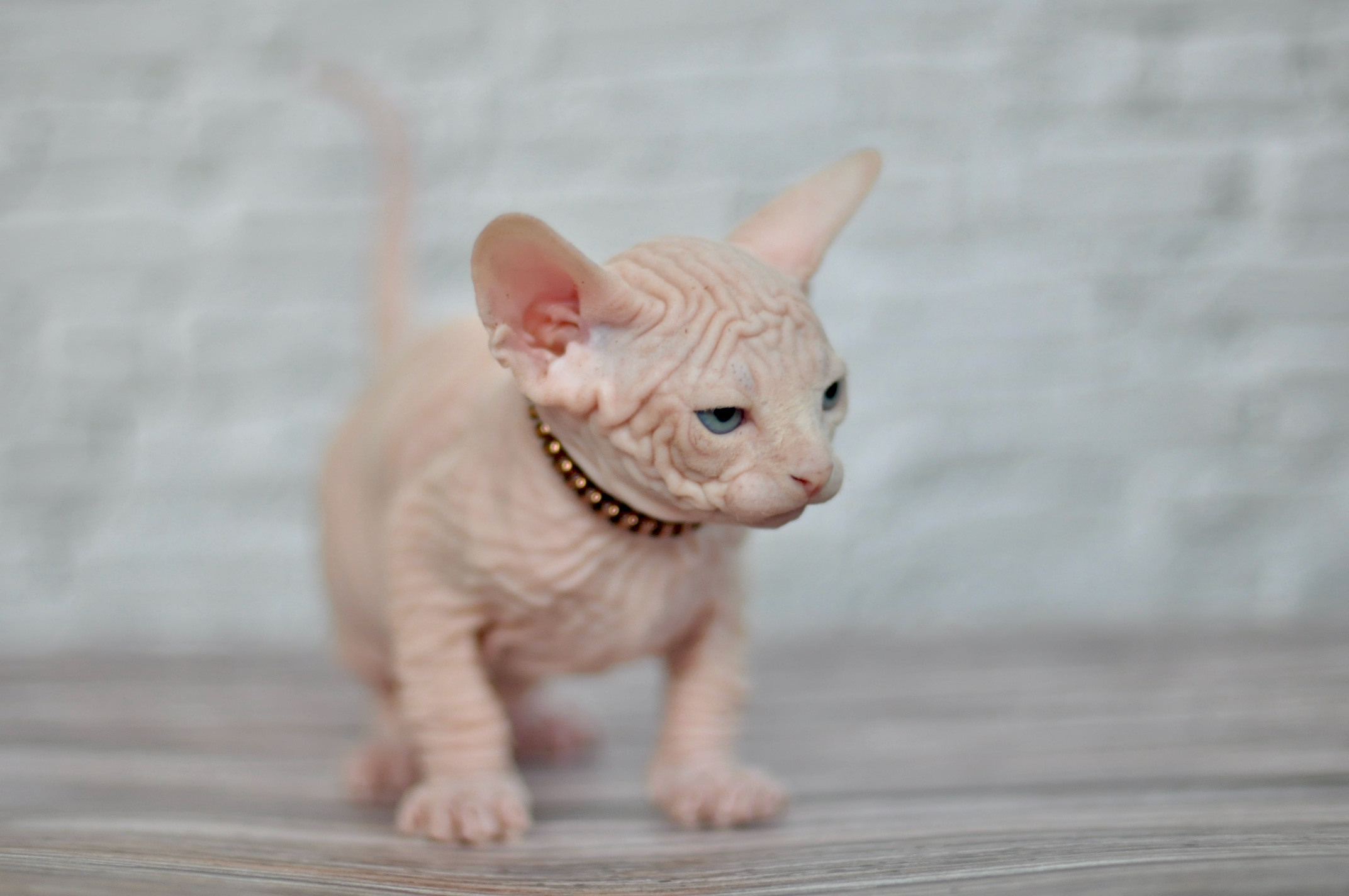 Boy (♂) 1 Brown Collar DOB 09/03/2022, color — White (W) yellow eyed. Εκτροφείο γάτες Σφίγγα στην Λεμεσό, Κύπρος